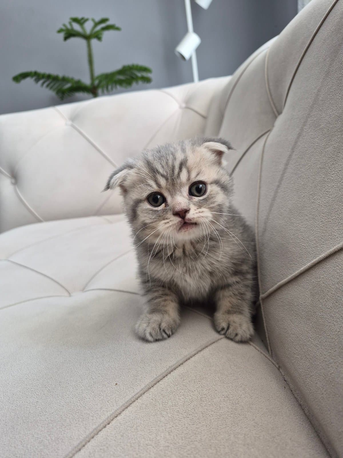 Pamuk Scottish Fold Kedi, Ankara