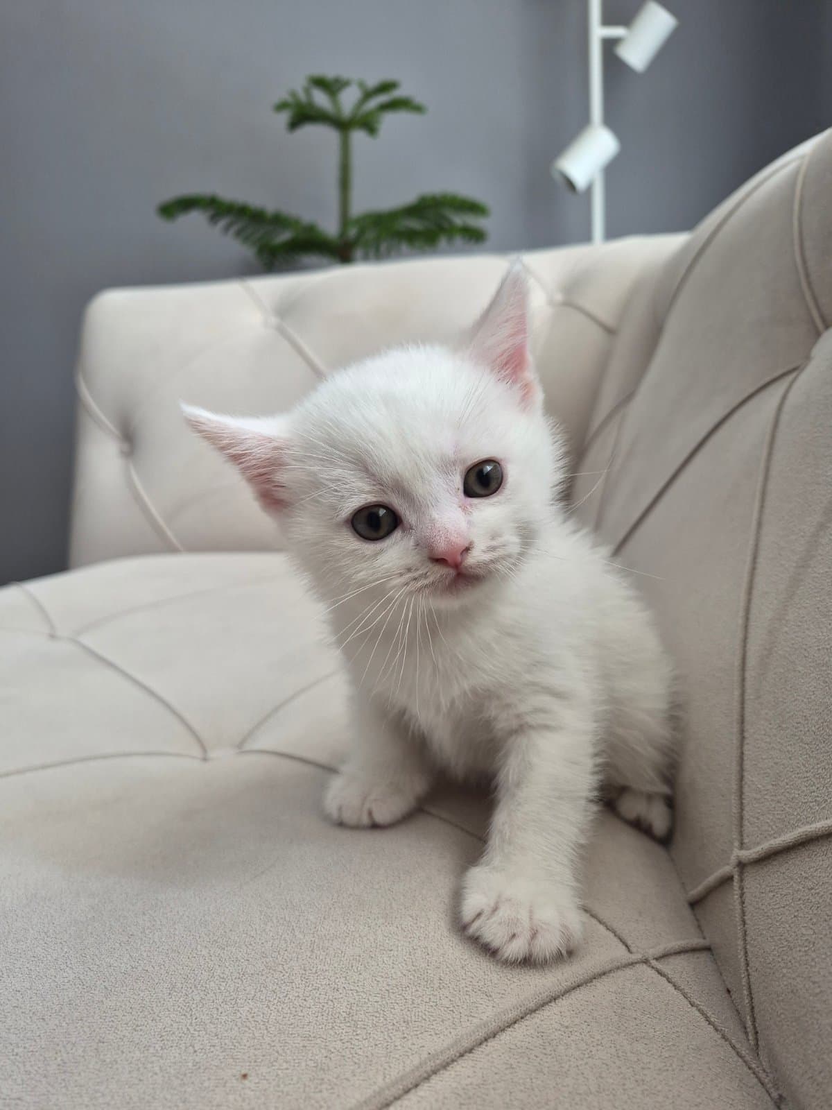 Minnoş Biritish Shorthair Kedi, Ankara