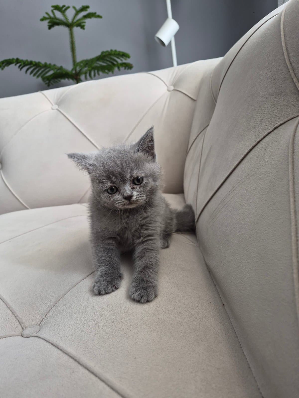 Pamuk Biritish Shortair Kedi, Ankara