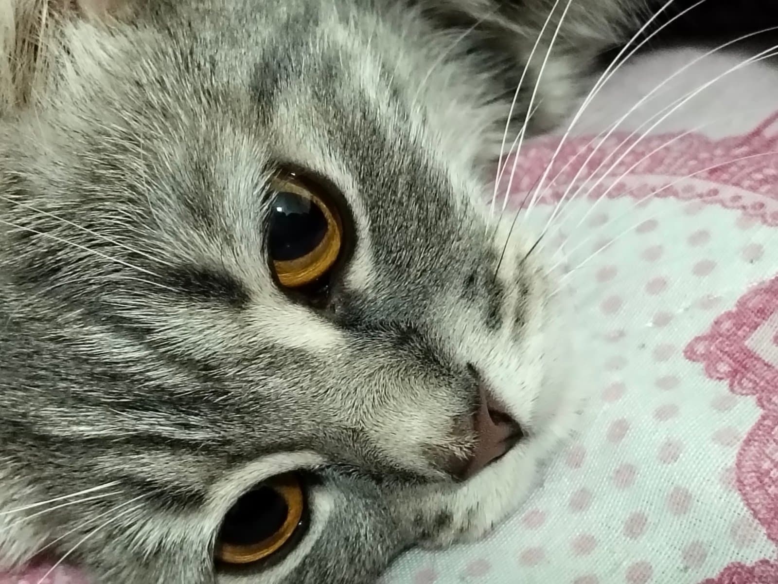Adı yok Scoottish Kedi, İstanbul