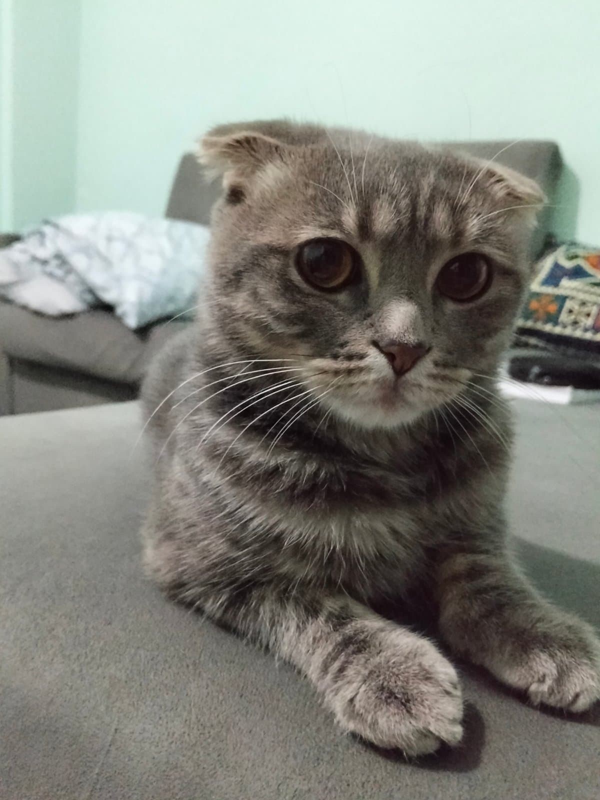 Adı yok Scoottish Kedi, İstanbul