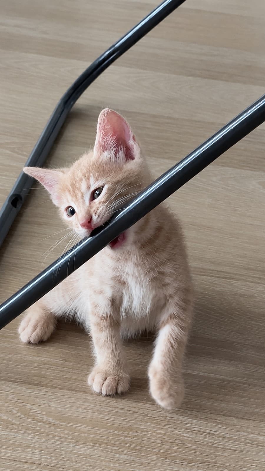 Latte Tekir Kedi, İstanbul