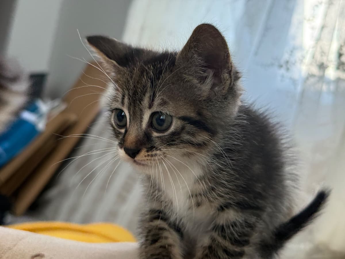 Mix veya Karışık diyebilirsiniz Tekir Kedi, İstanbul