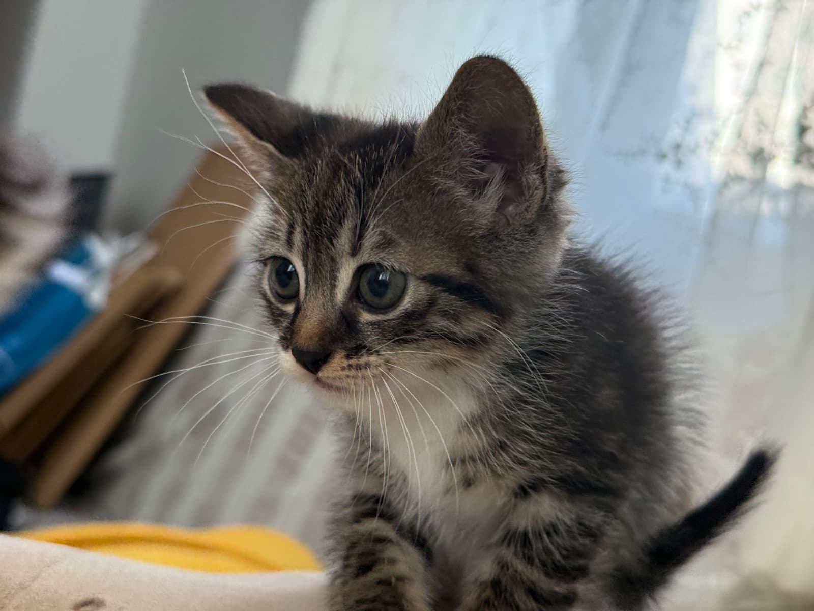 Mix veya Karışık diyebilirsiniz Tekir Kedi, İstanbul