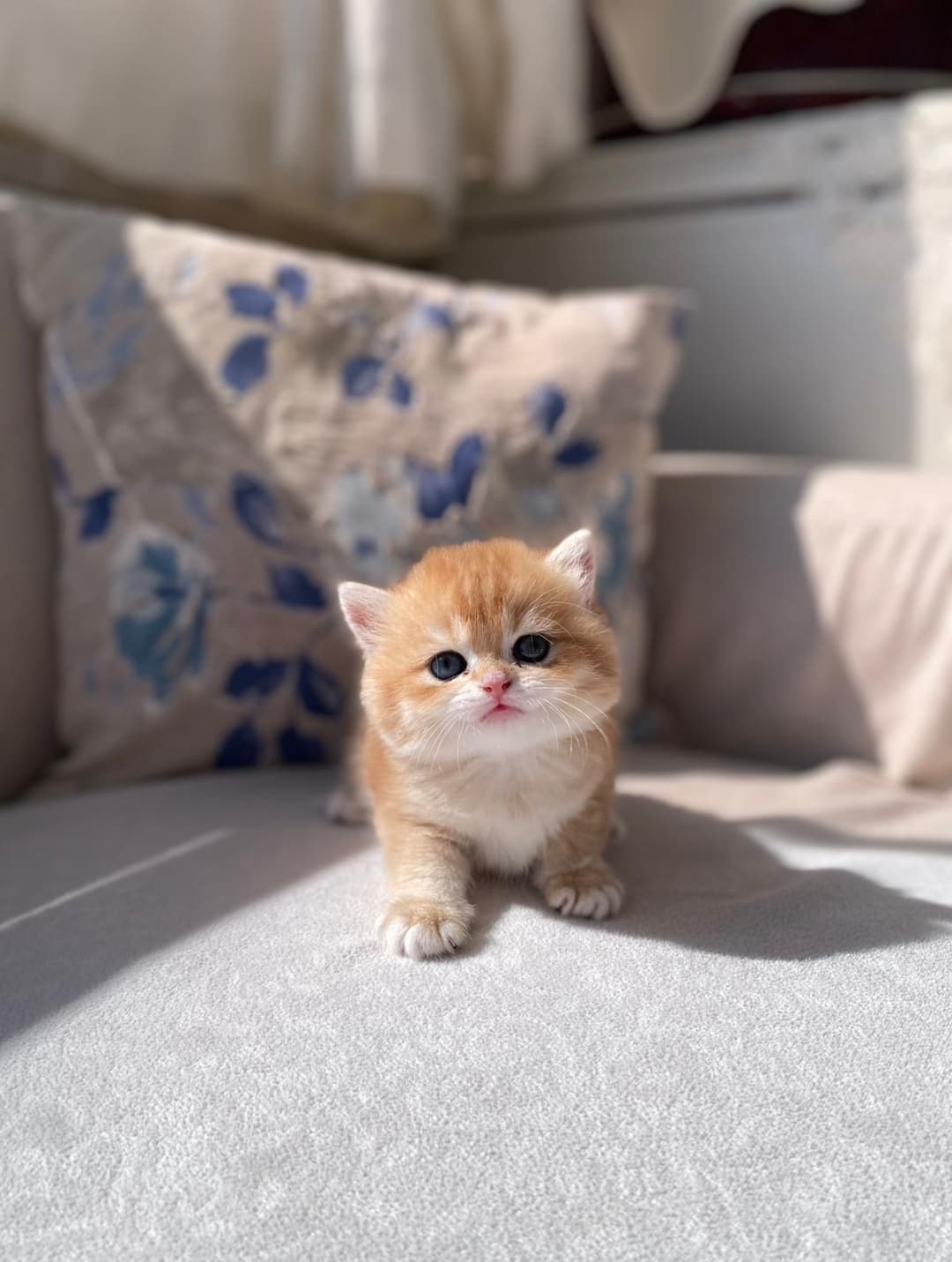 Safkan golden bebekler Golden Kedi, Kars