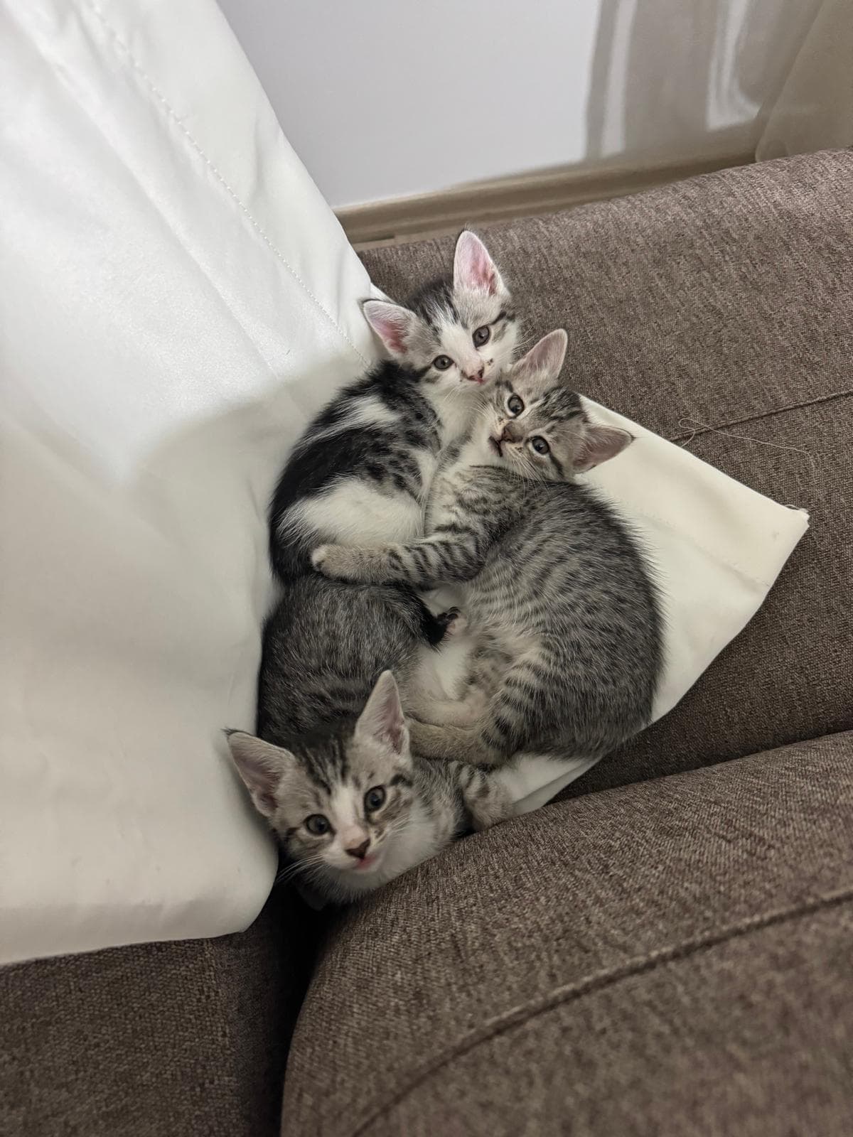 ÜÇ ADET KEDİ Sokak Kedisi Kedi, Kırşehir