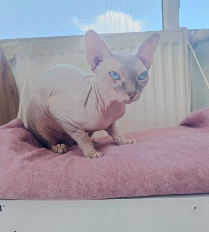 Mars Sfenks Kedi, Yozgat