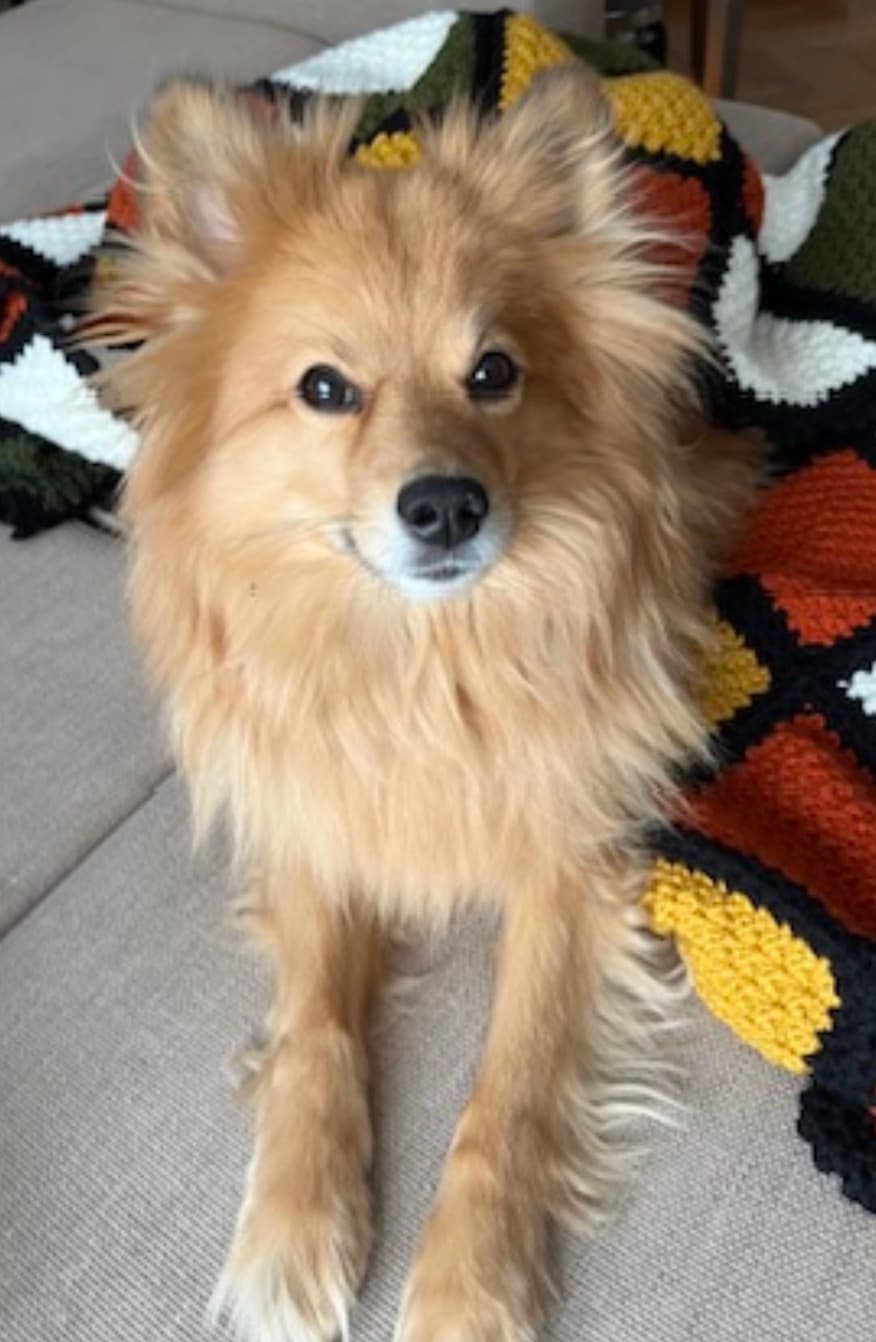 Arya Mittel Spitz Köpek, İstanbul