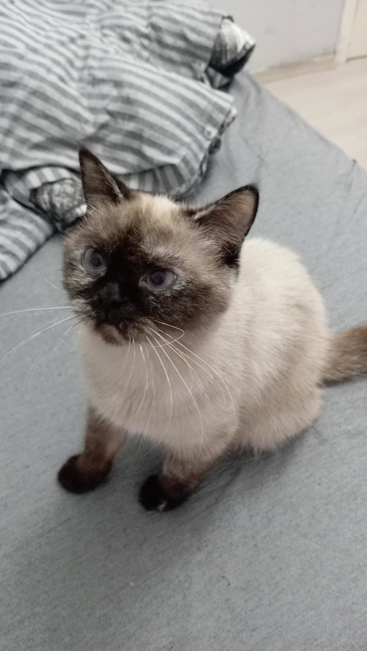 Adi yok Di Kedi, İstanbul