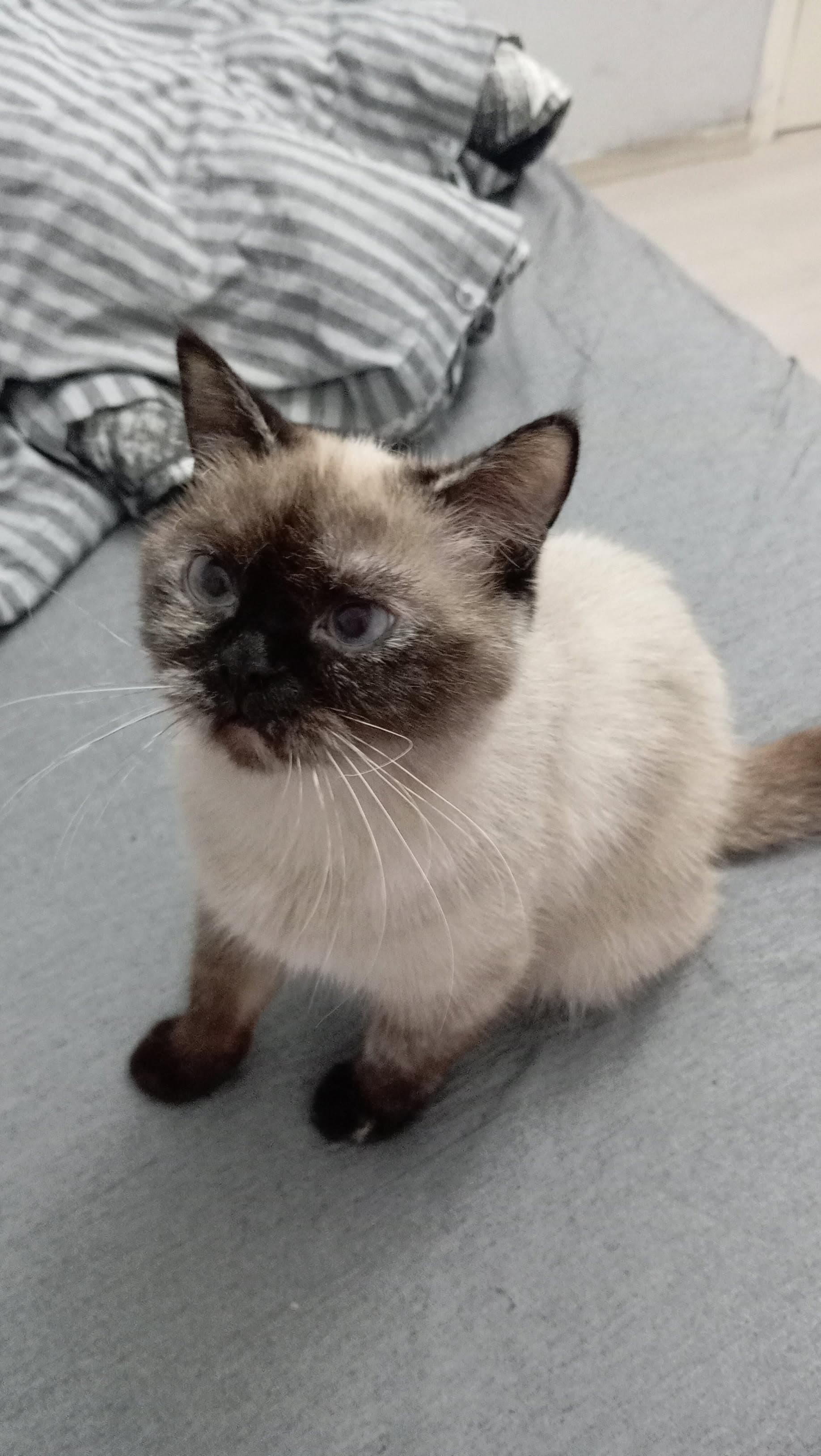 Adi yok Di Kedi, İstanbul