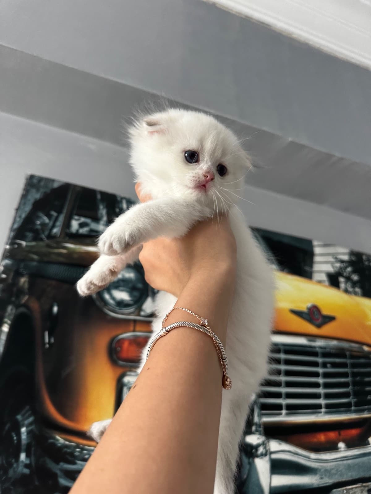 Poffy Scottish Fold Kedi, Ankara
