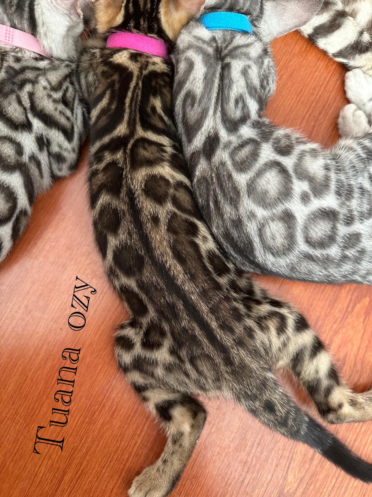 Skye Bengal Kedi, Ankara