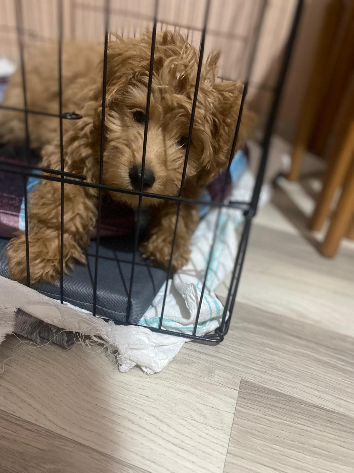 Sineş Poodle Köpek, İstanbul