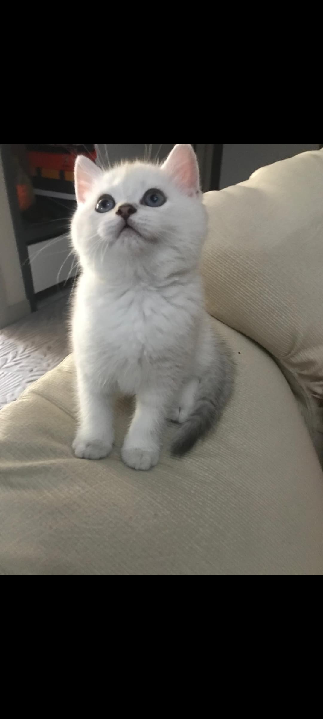 Bristish long ve short hair British Kedi, Antalya