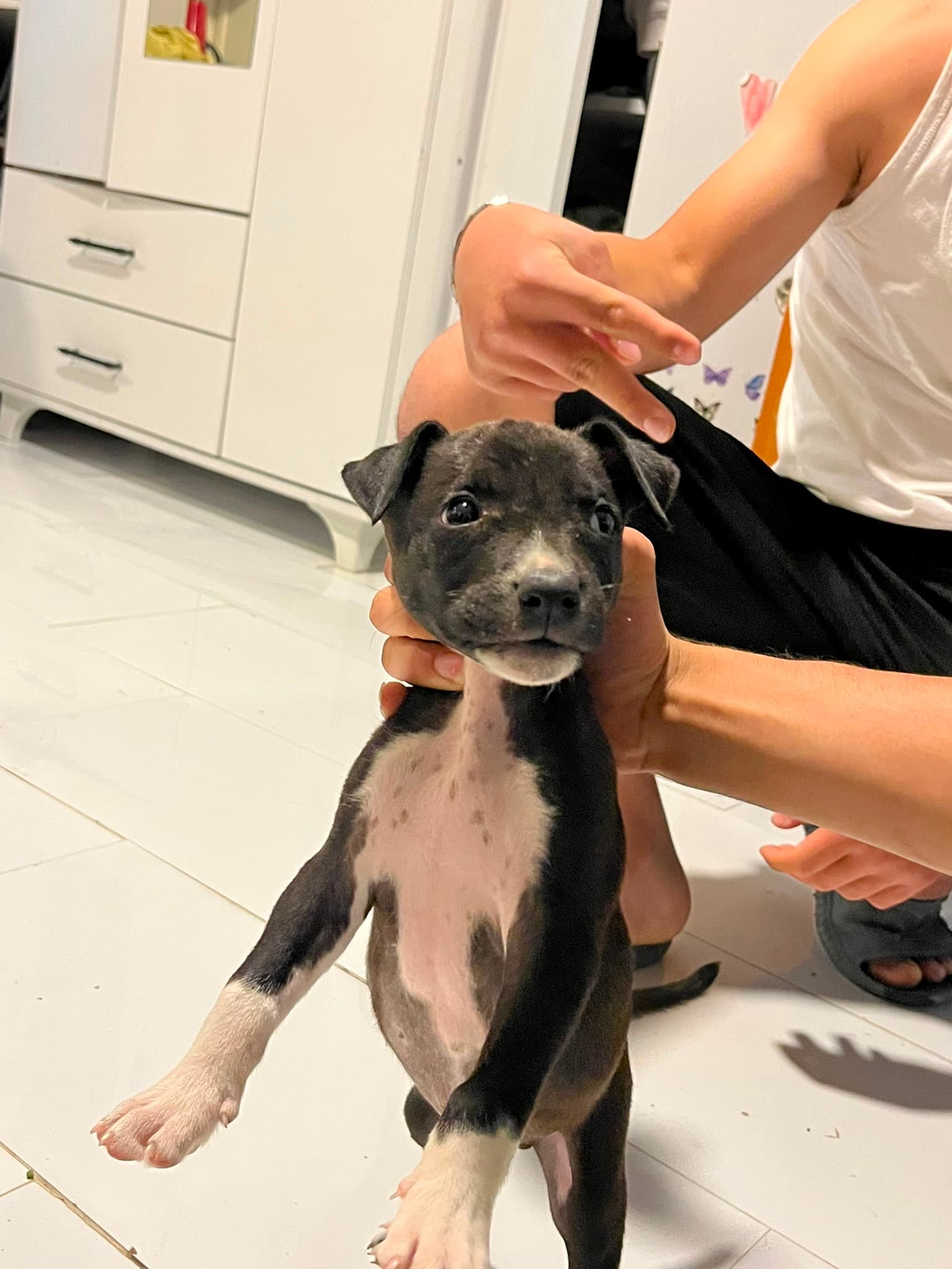 mamba Pitbull Köpek, Hatay