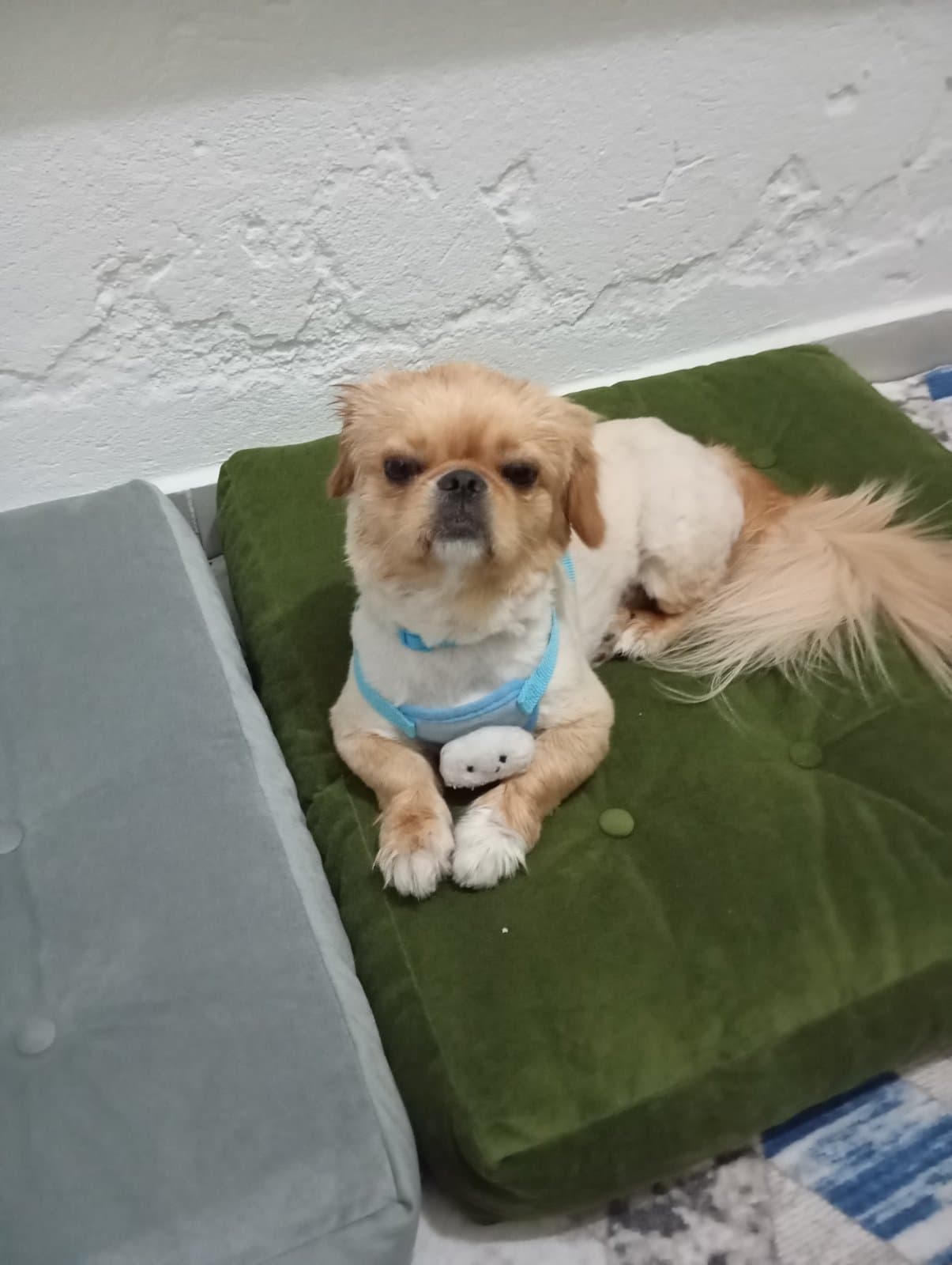 Kuki Pekinez Köpek, Kayseri