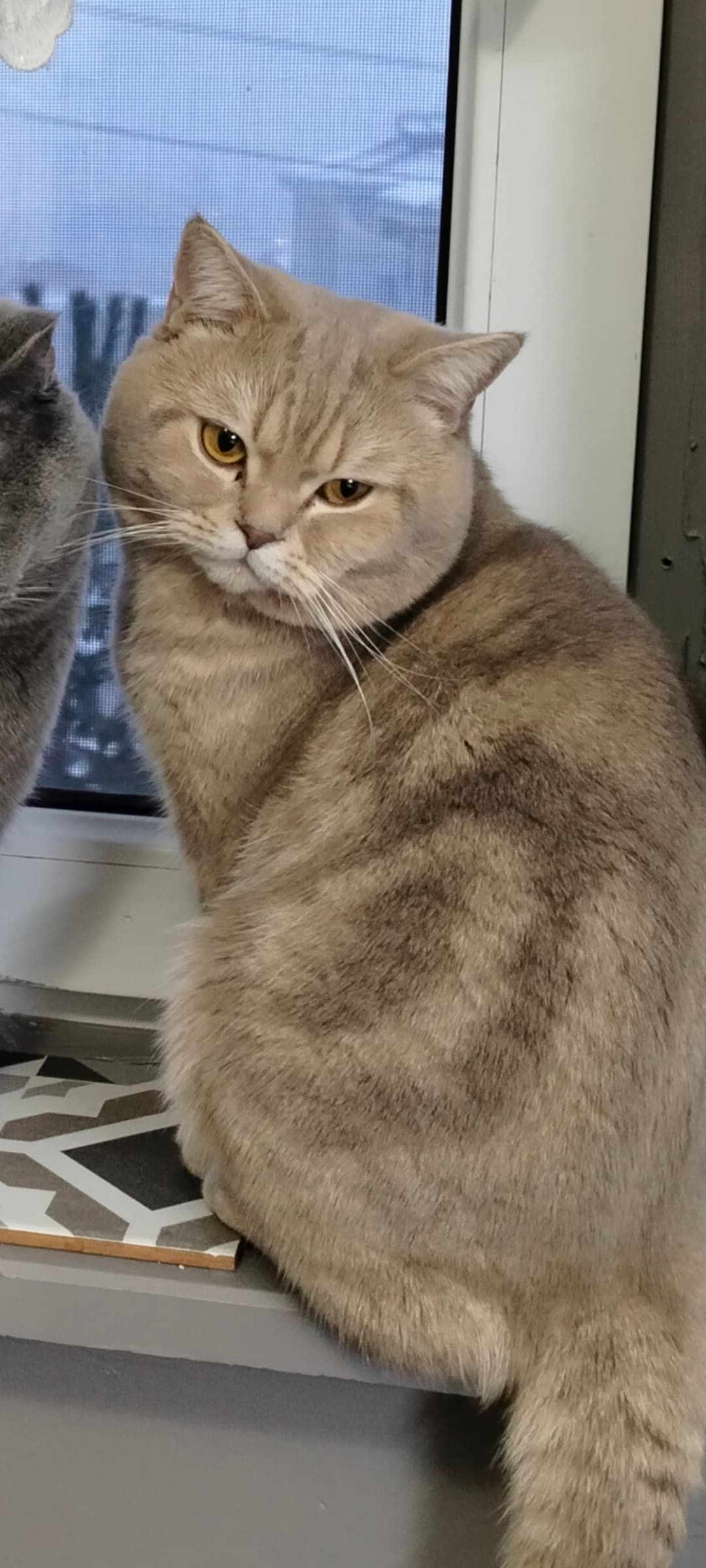 Tako British Shorthair Kedi, Düzce
