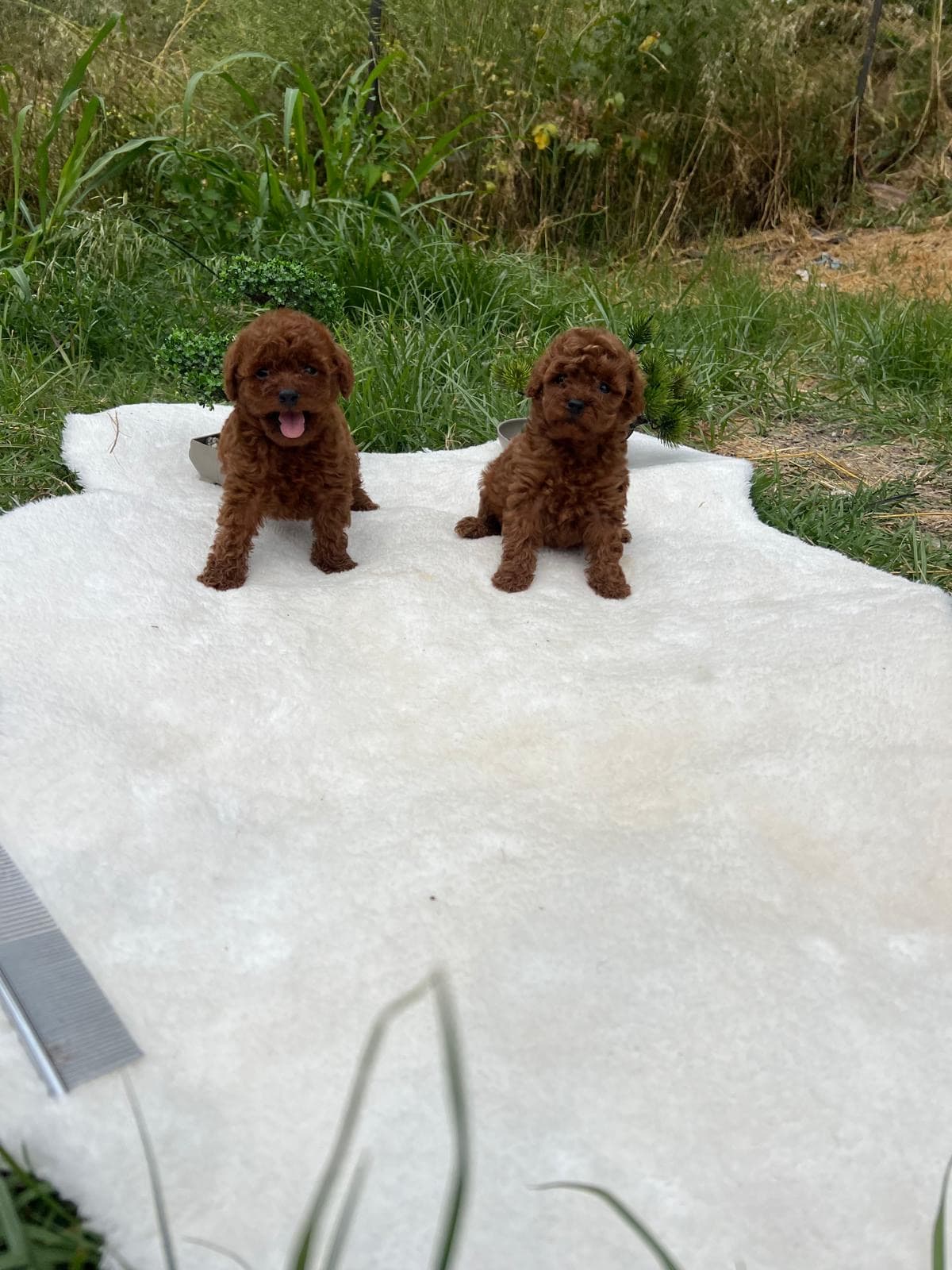 Kore poodke Kore Pomerian Köpek, Sakarya