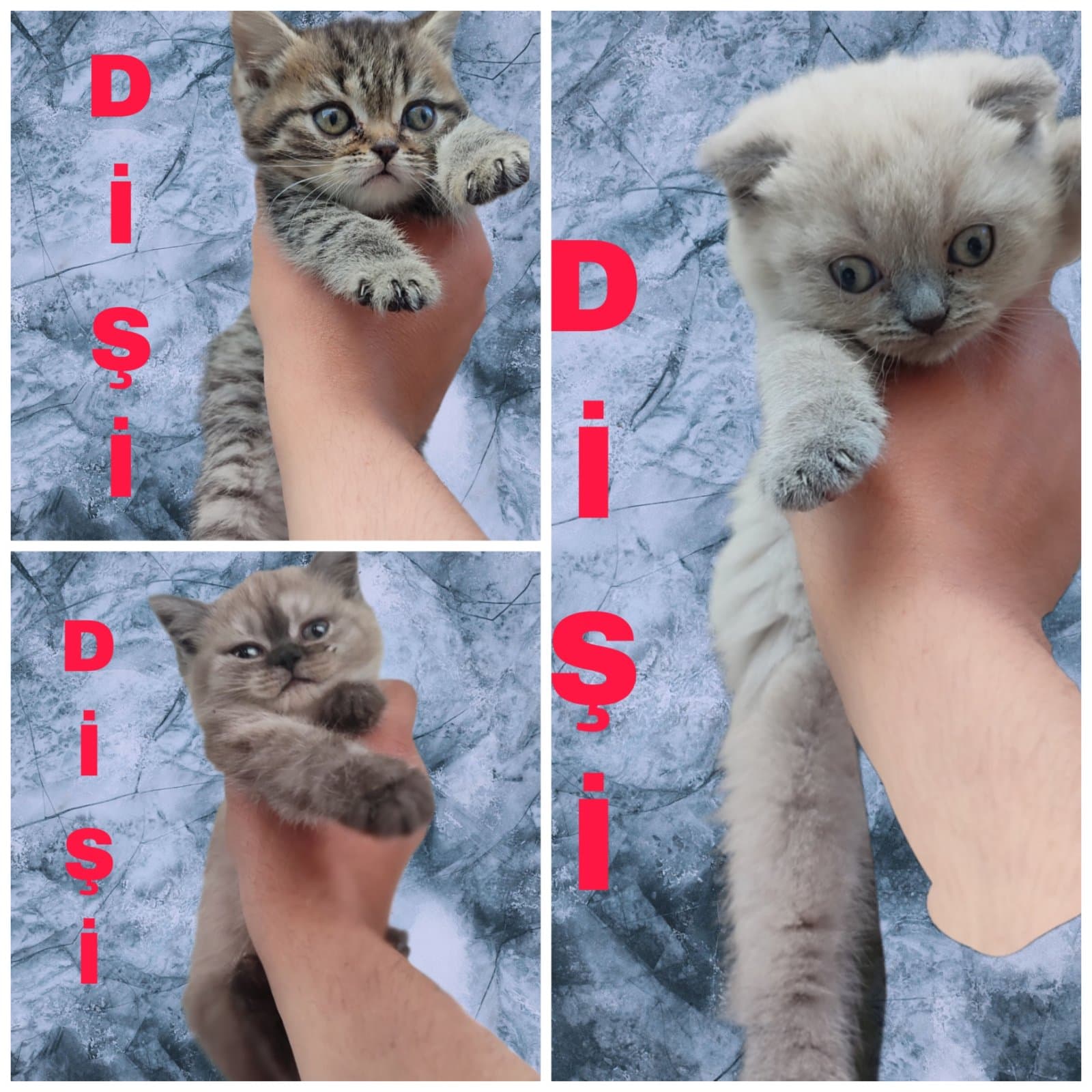 Scotish ve British Scotish , British Kedi, İstanbul