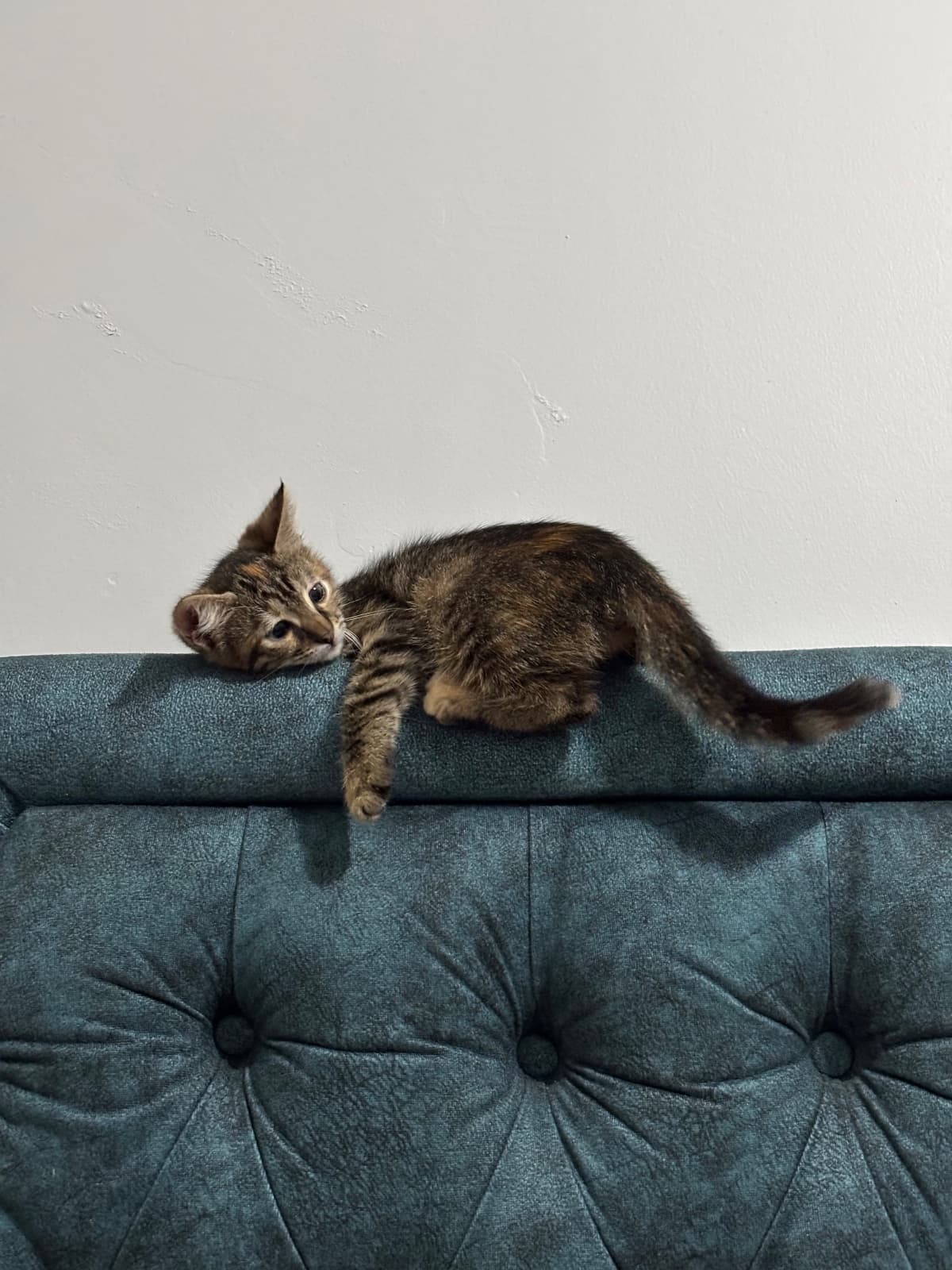 Nala Bilmiyorum, Sokak Kedi İçin Kedi, İstanbul
