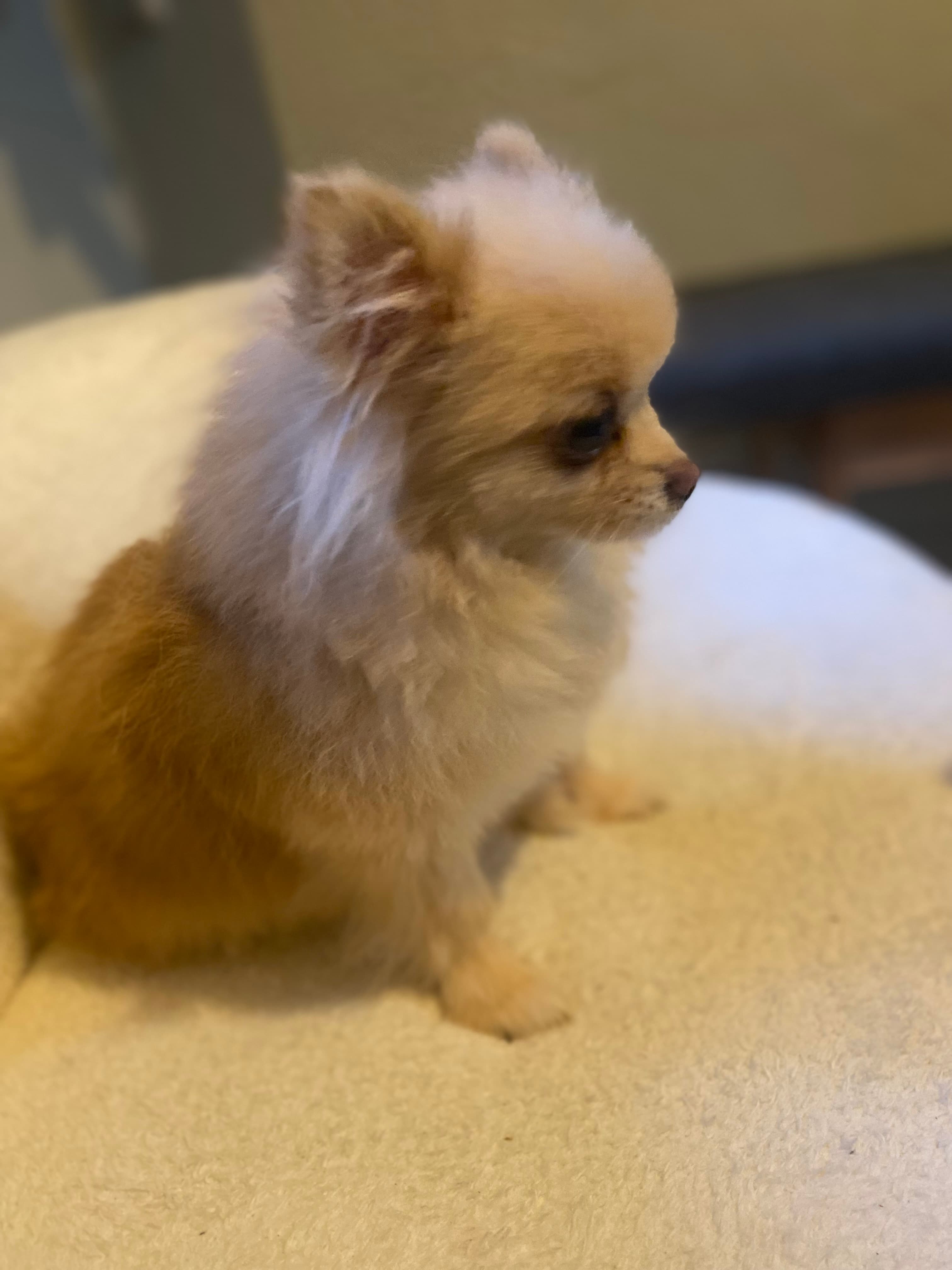 Alice Pomerian Köpek, İstanbul