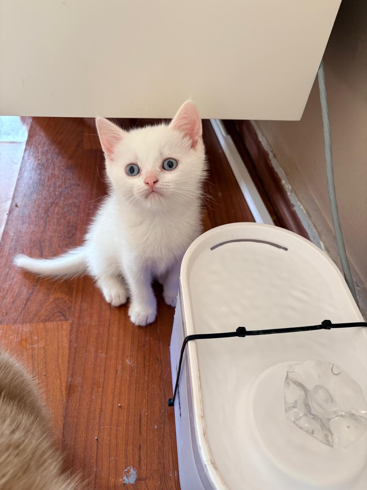 Kedi British Kedi, İstanbul