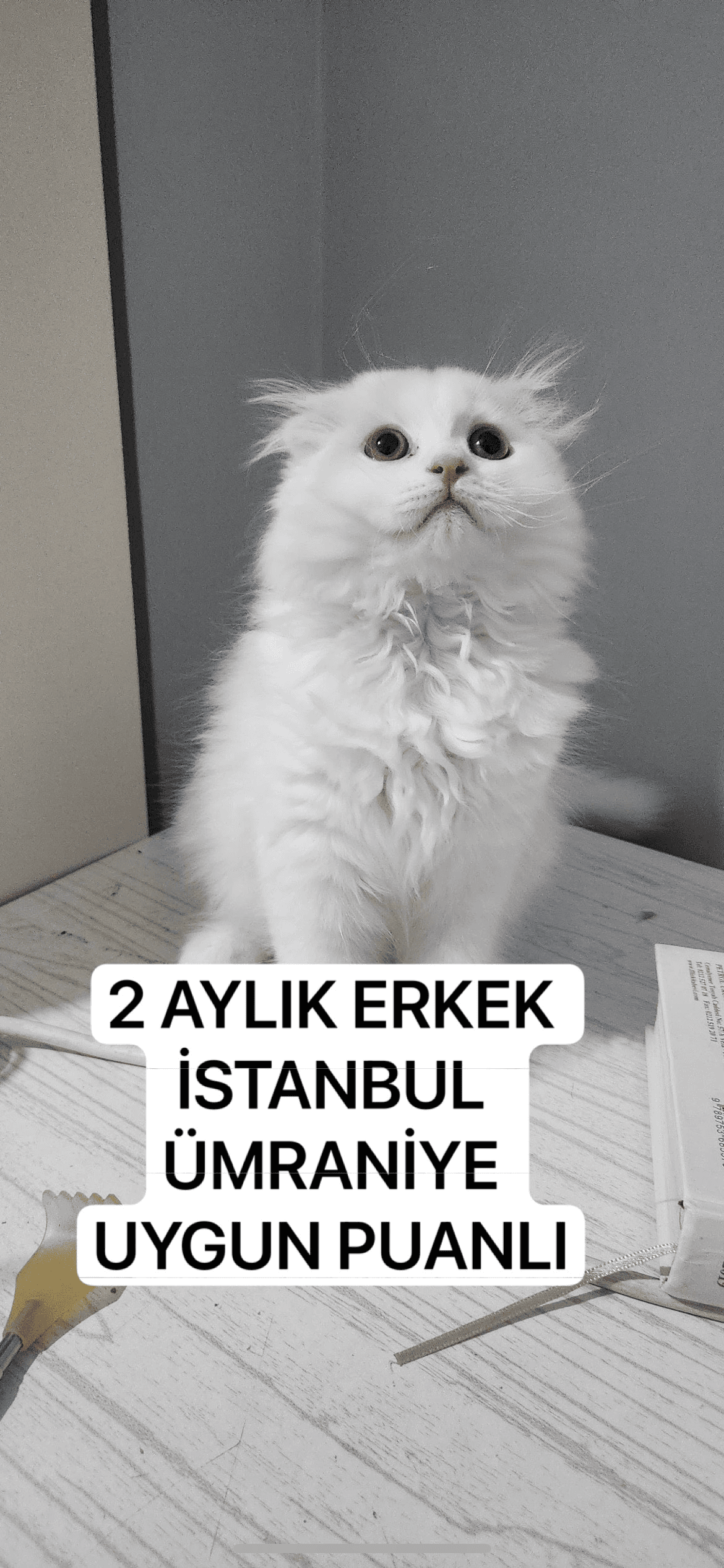 british -Scottish long hair Melez Kedi, Istanbul