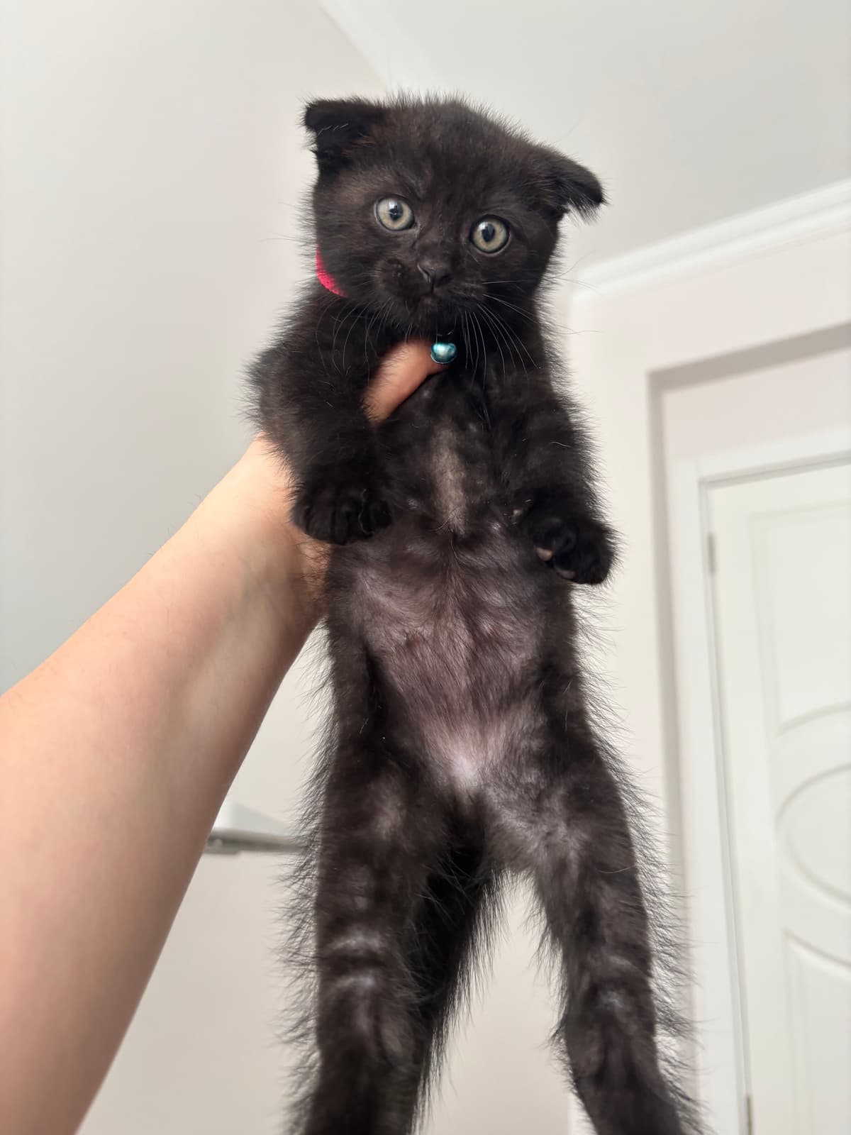Karam Scottish Kedi, Türkiye