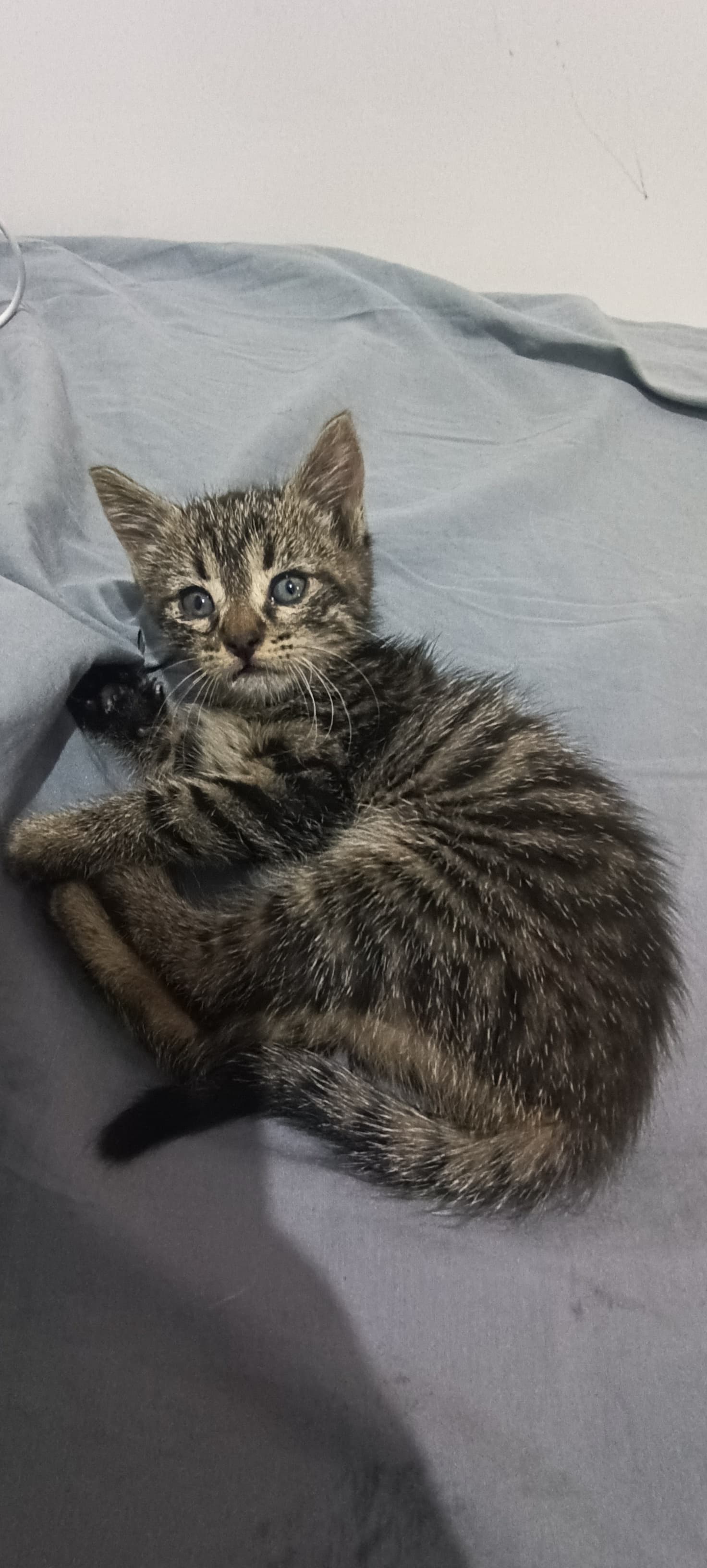 Kaput Tekir Kedi, Ankara