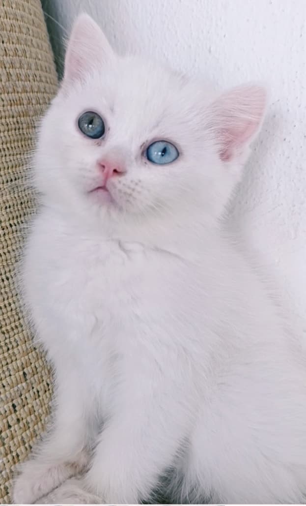 Muli British Short Hair Kedi, Ankara
