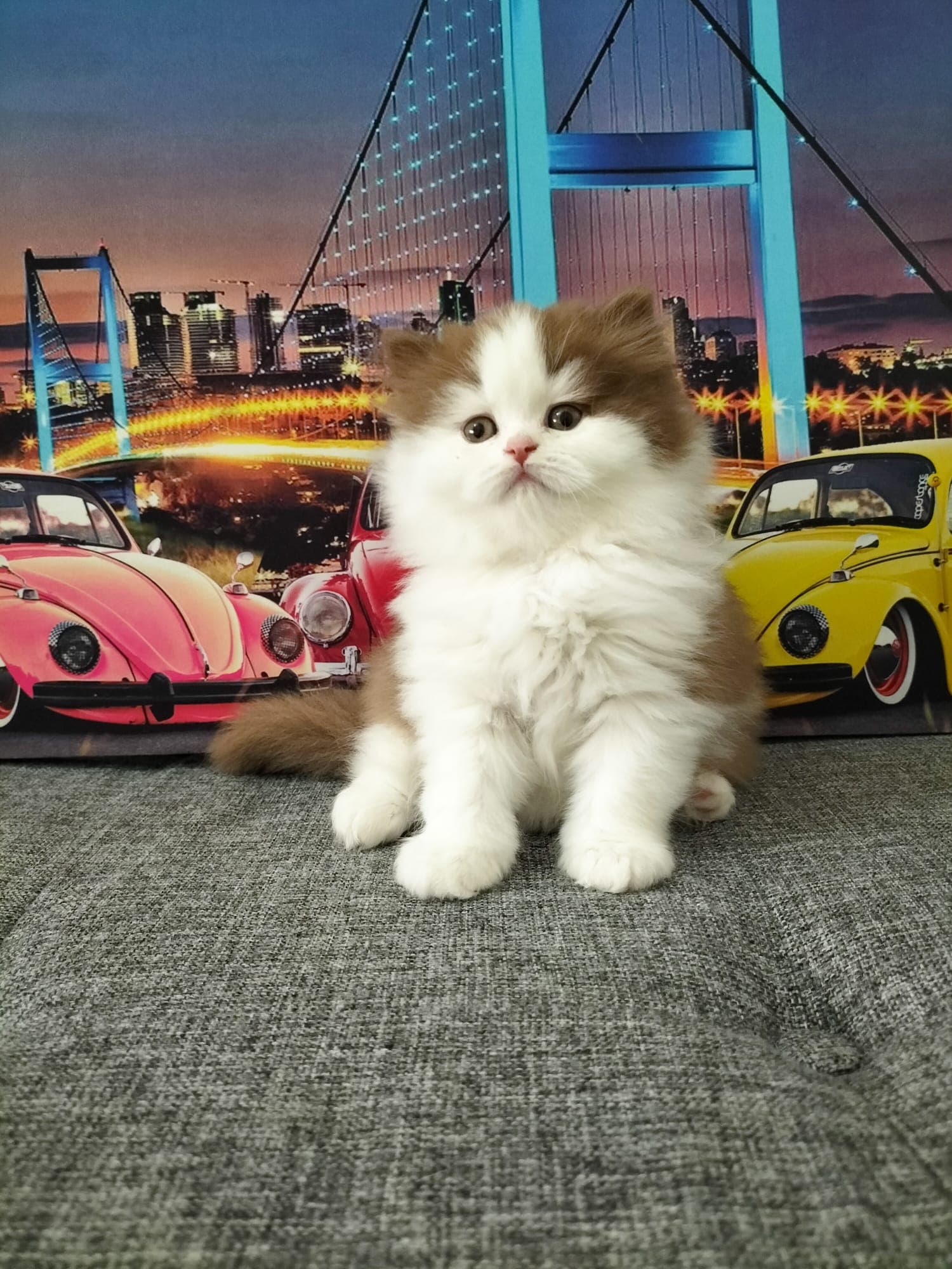 Yok British Longhair B03 Çikolata Bicolor Kedi, Bursa
