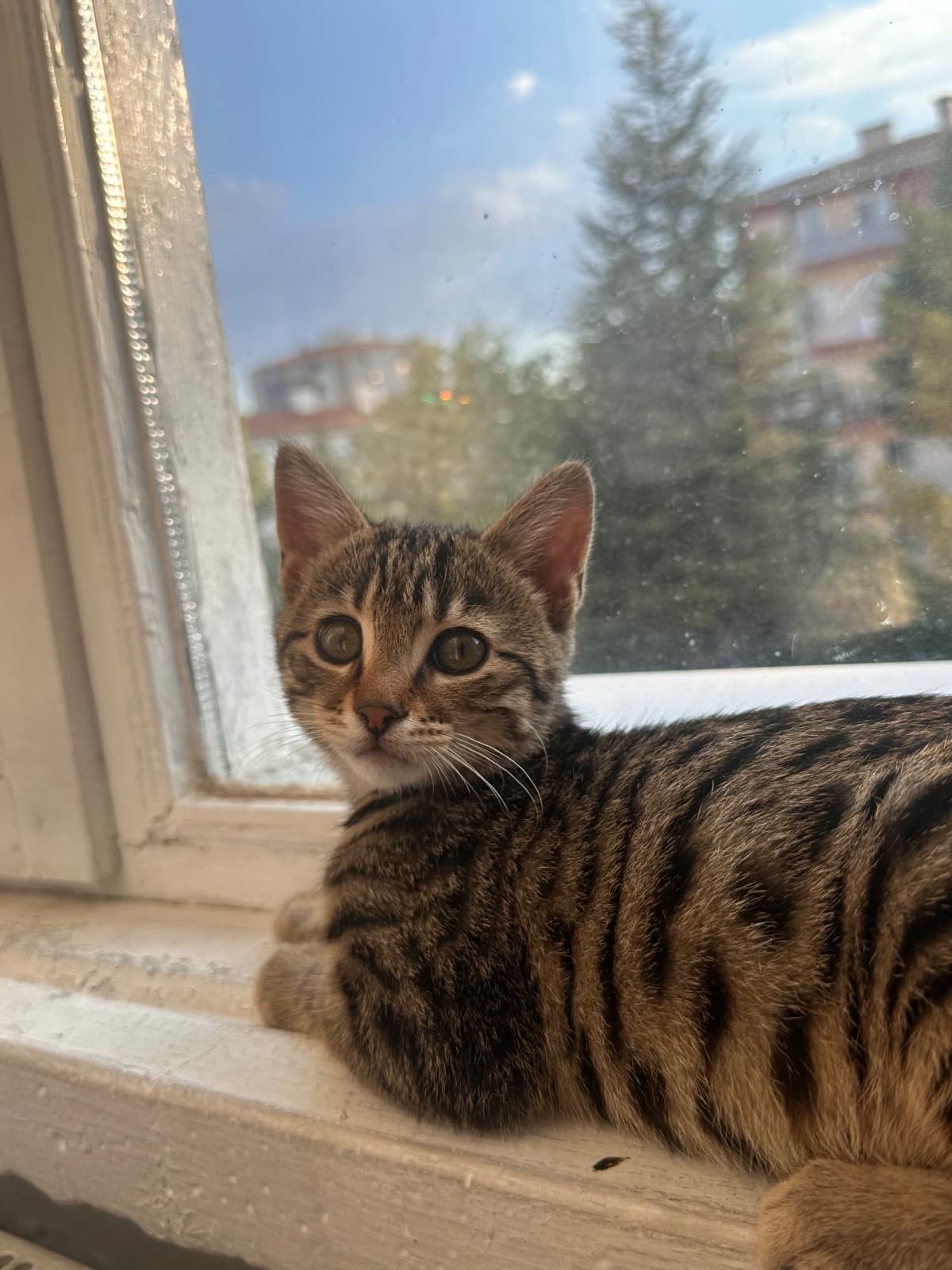 Mercimek Tekir Kedi, Ankara