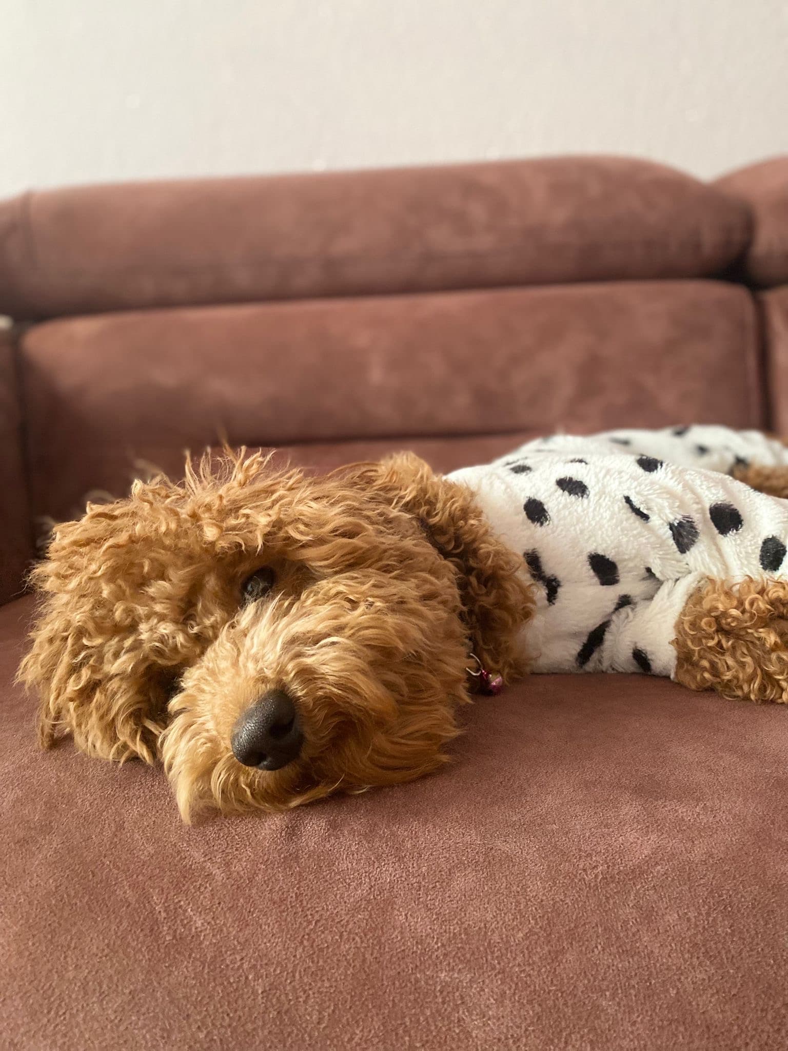 mario Melez Köpek, Izmir