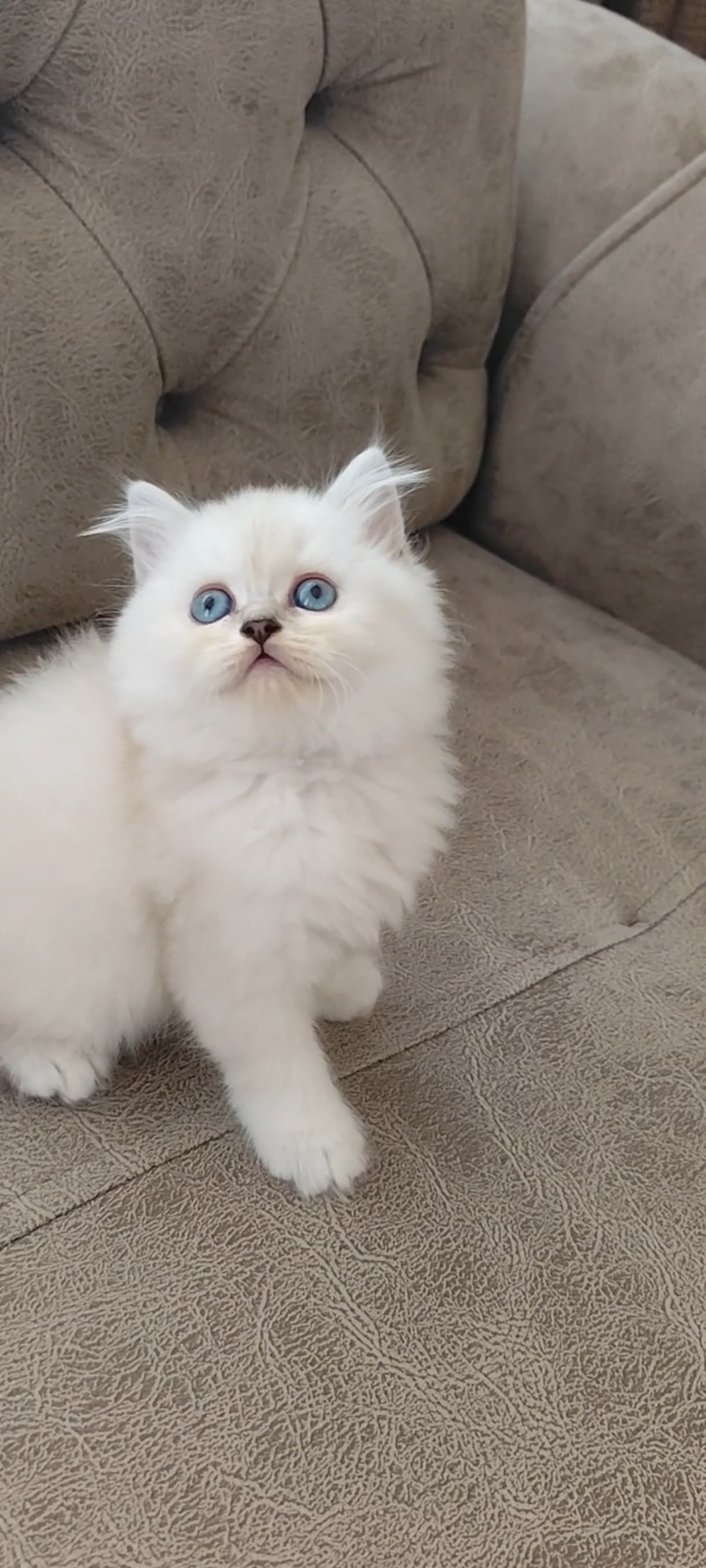 Pamuk Biritsh Shorthair Kedi, İstanbul