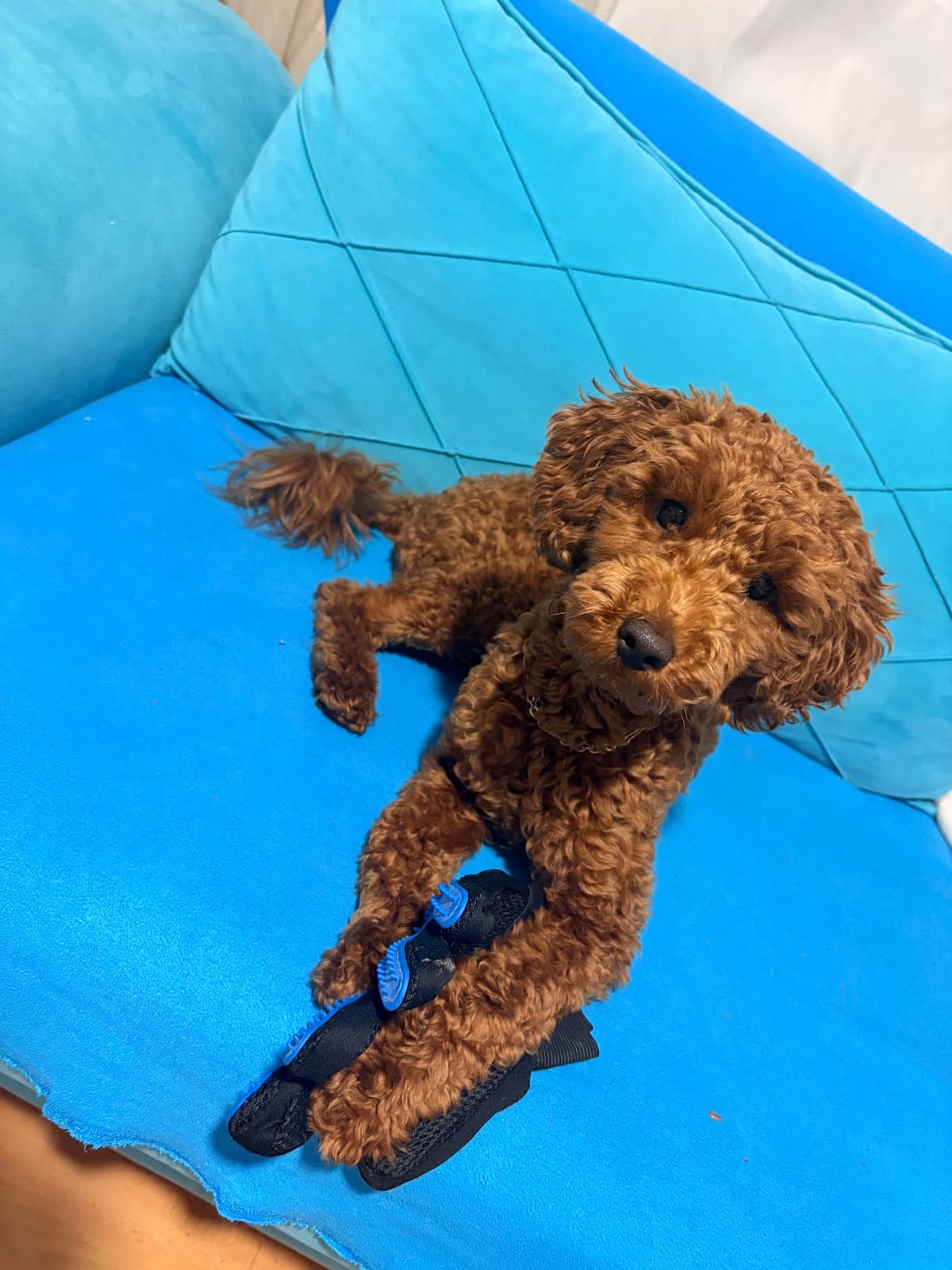 Luffy Toy Poodle Köpek, Erzincan