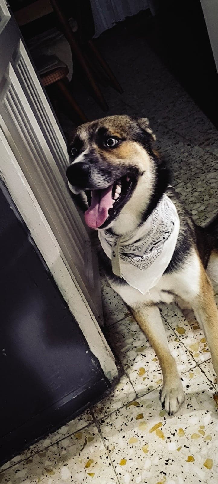 Yoldaş Melez Köpek, Adana
