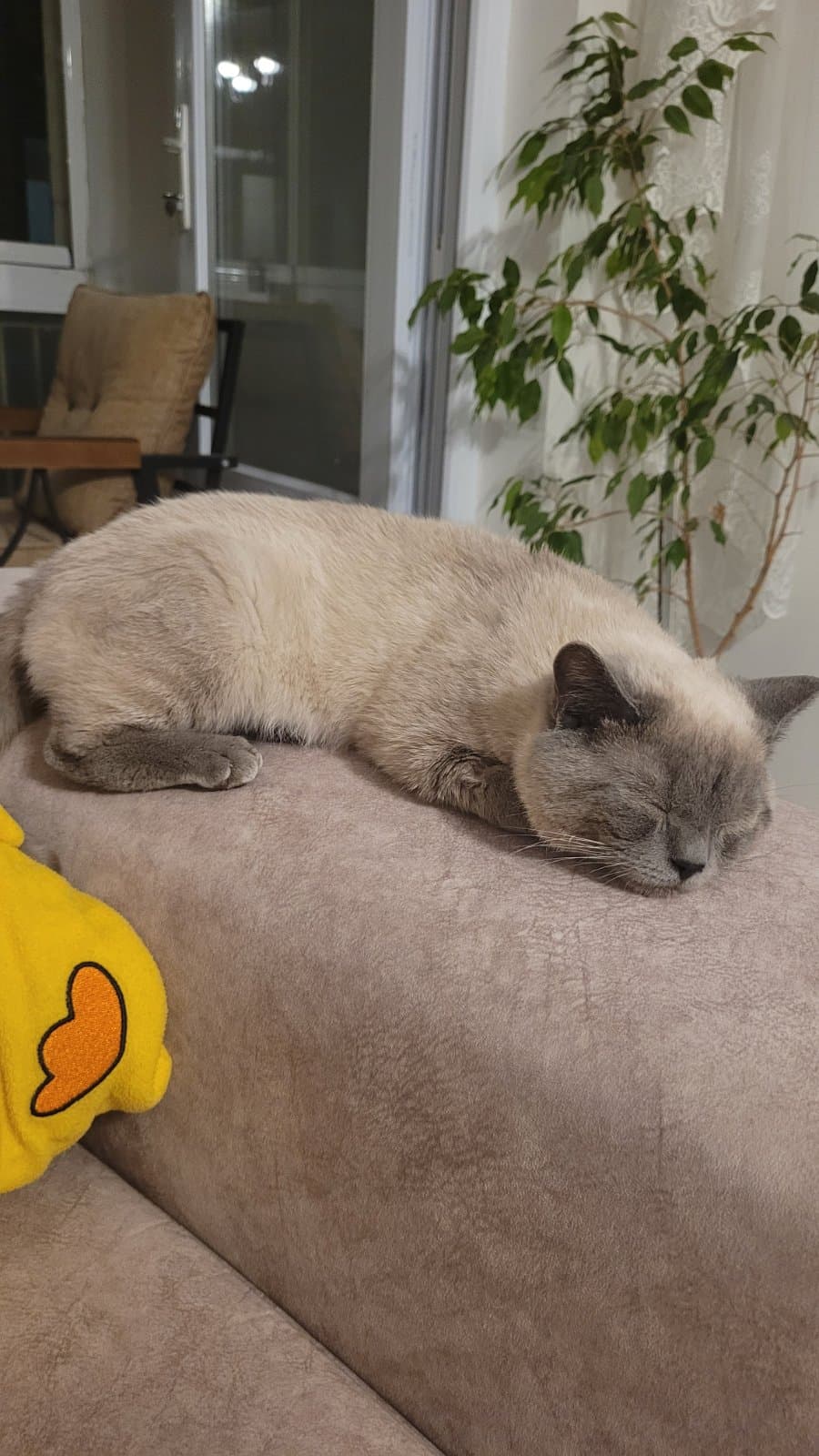 Latte British Siyam Kedi, Ankara