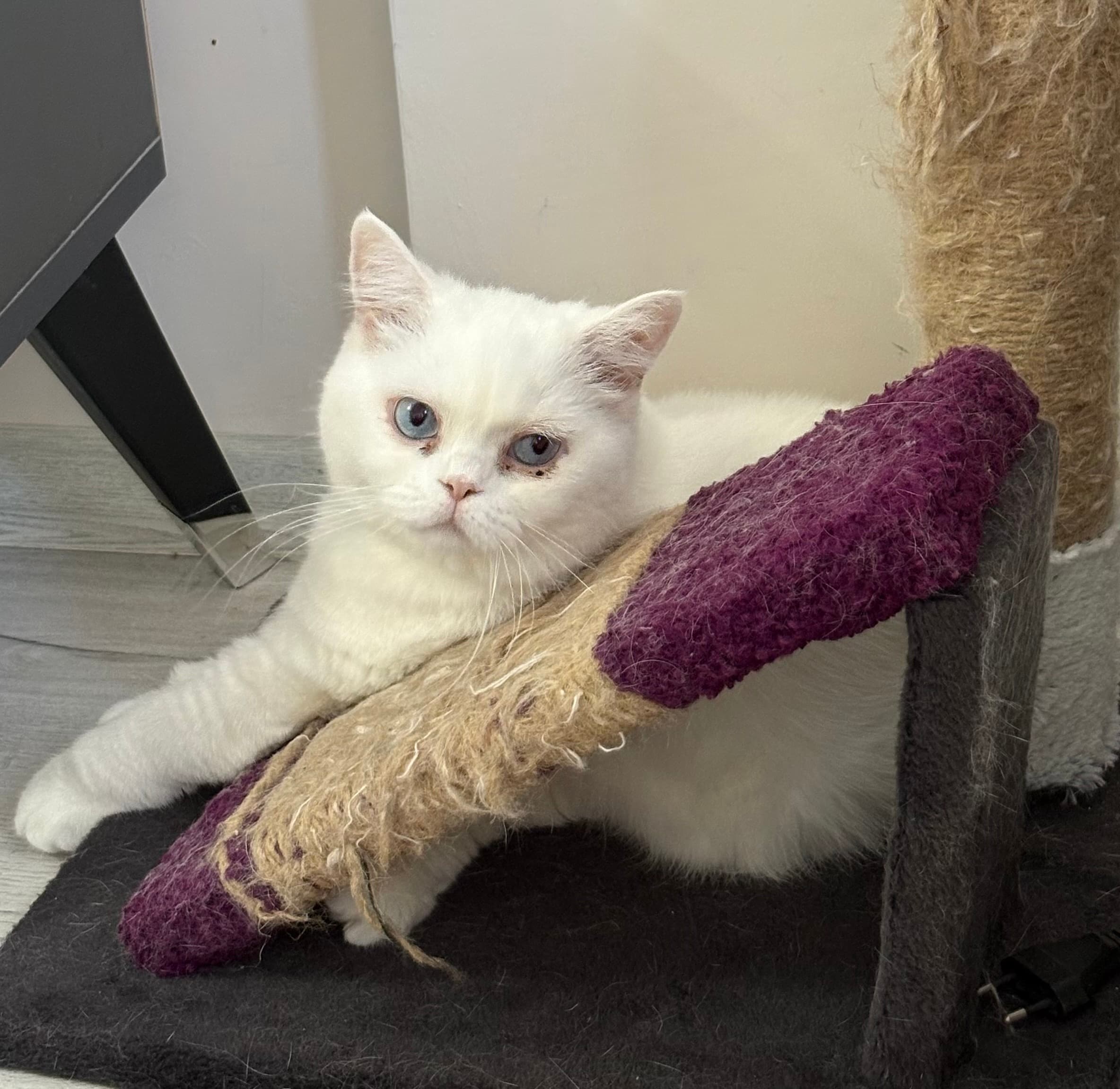 Pamuk Leydi British Shorthair Kedi, İzmir