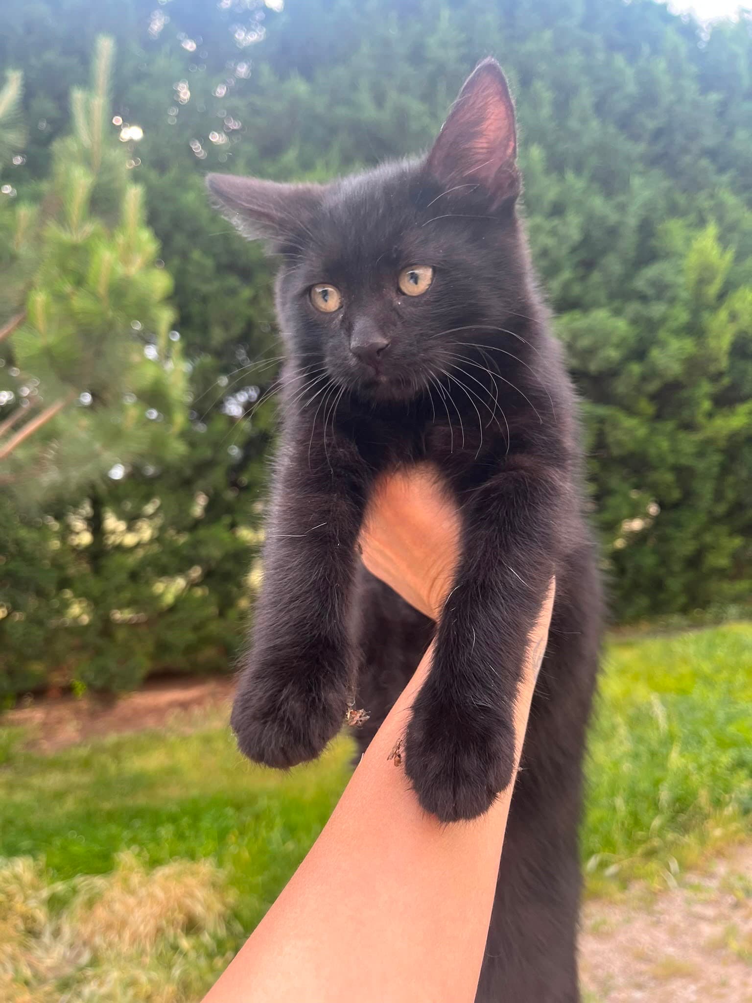 Tekir Erkek Kardeşler Tekir Kedi, Ankara
