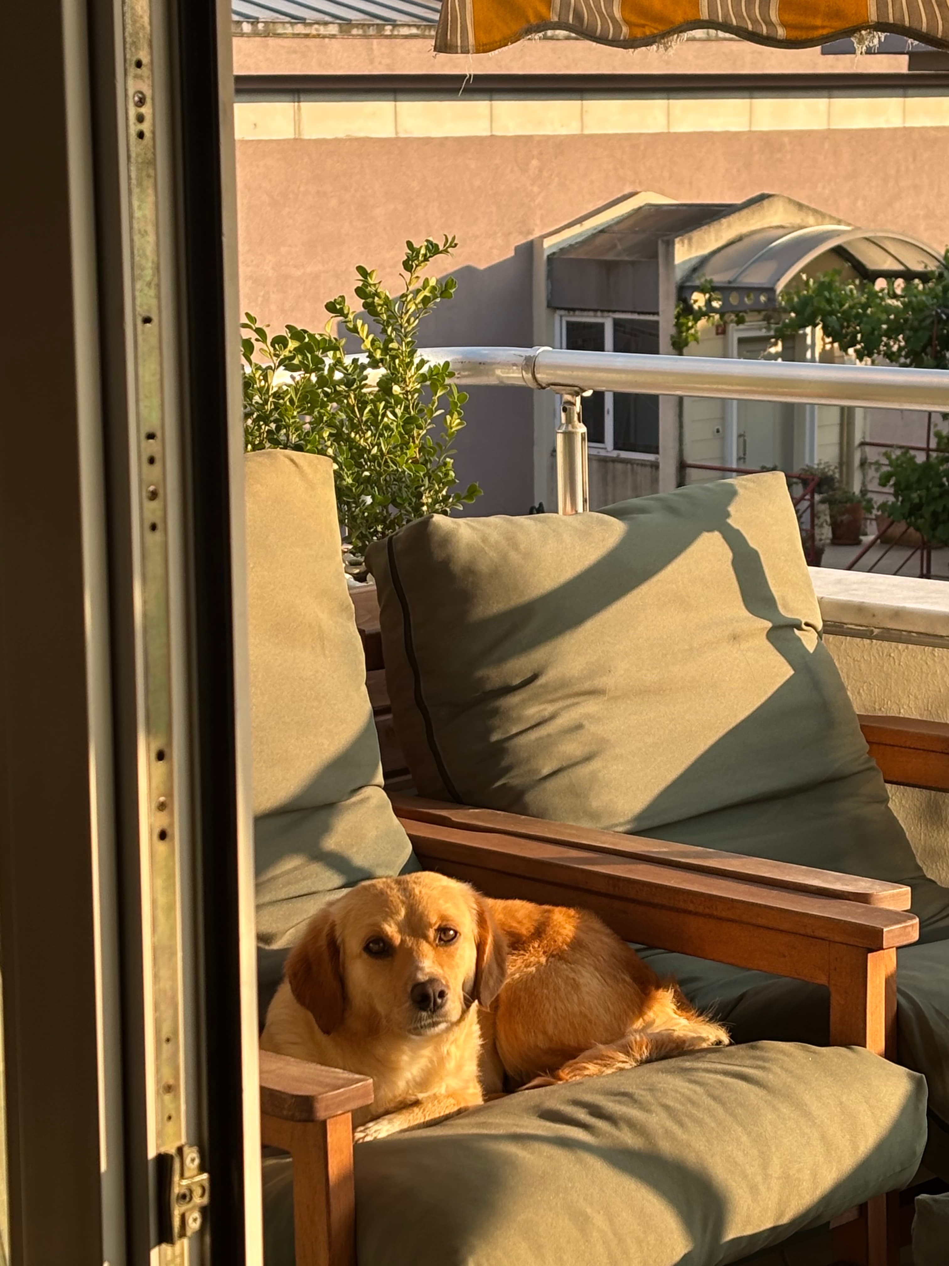 TEOS Rus Finosu&golden Kırma Köpek, Istanbul