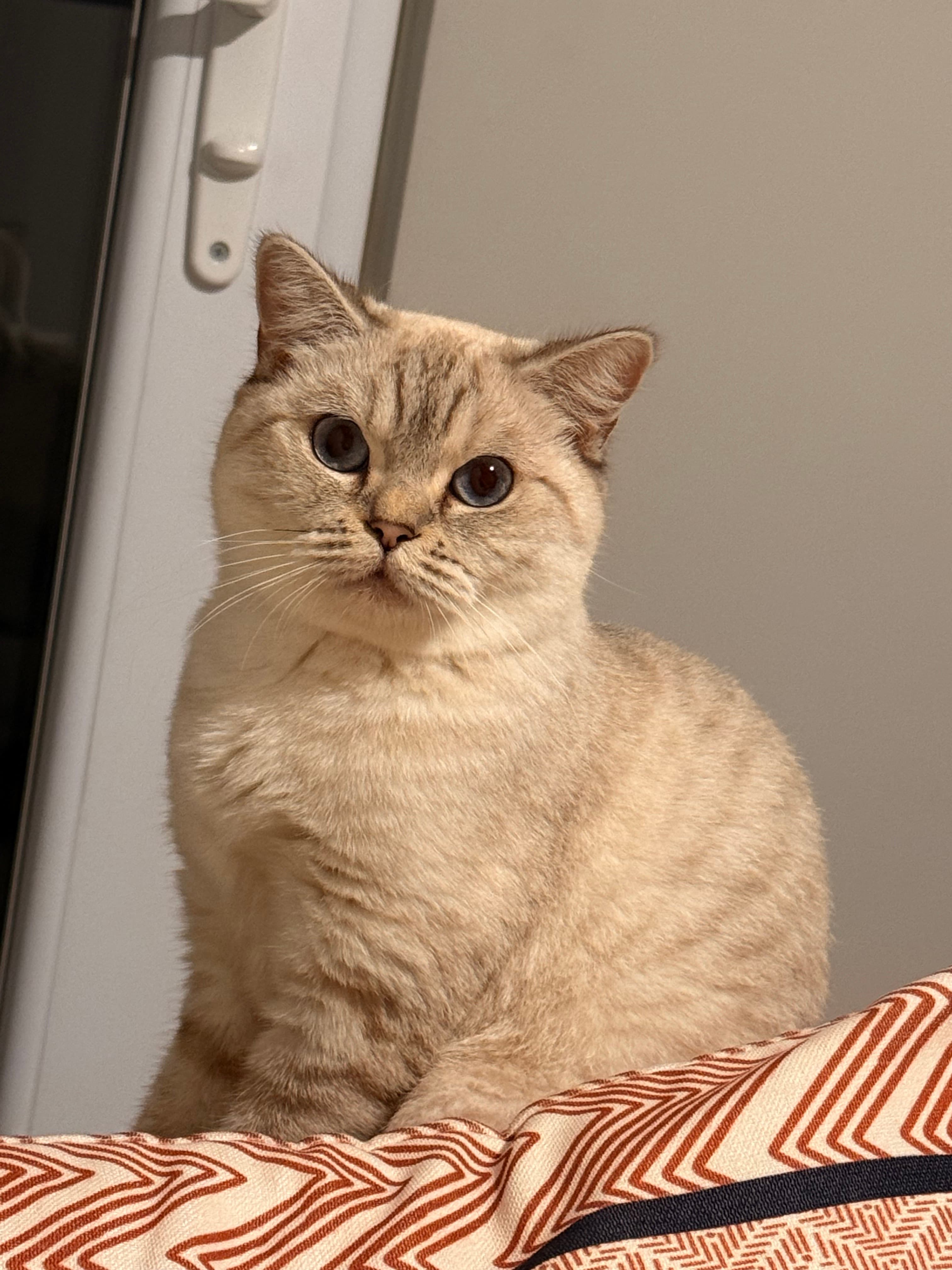 köpük Scottish Fold Dik Kulak Kedi, Istanbul