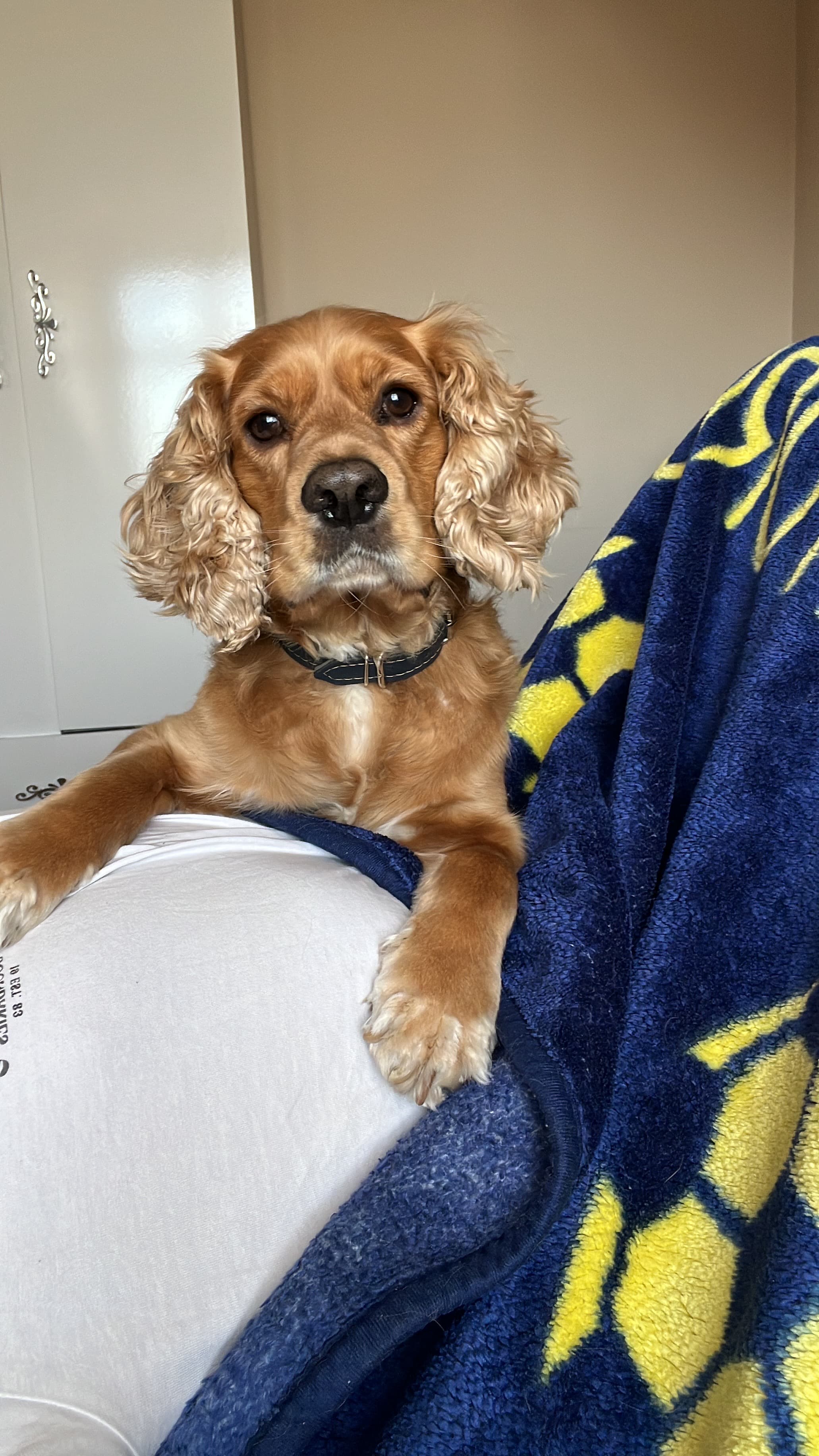Lokum Cocker Köpek, Samsun