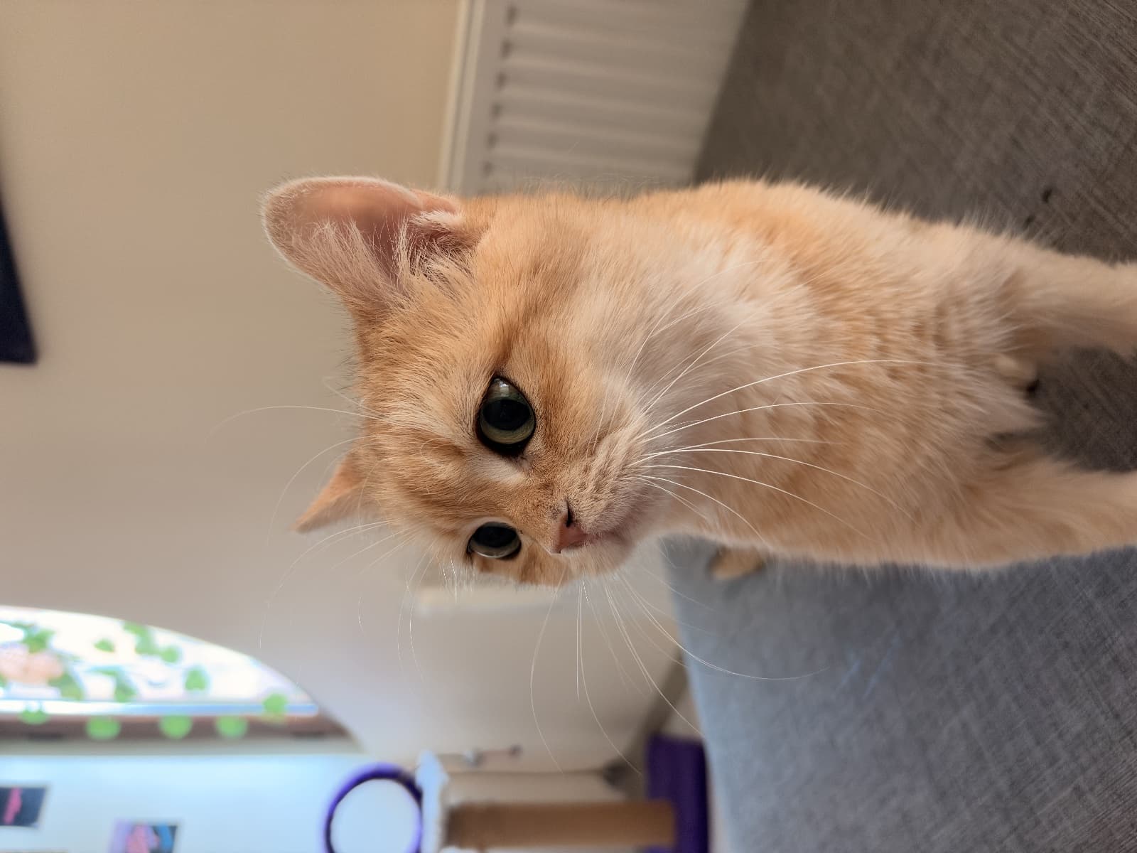 Harmony British Shorthair Chincilla Kedi, İstanbul