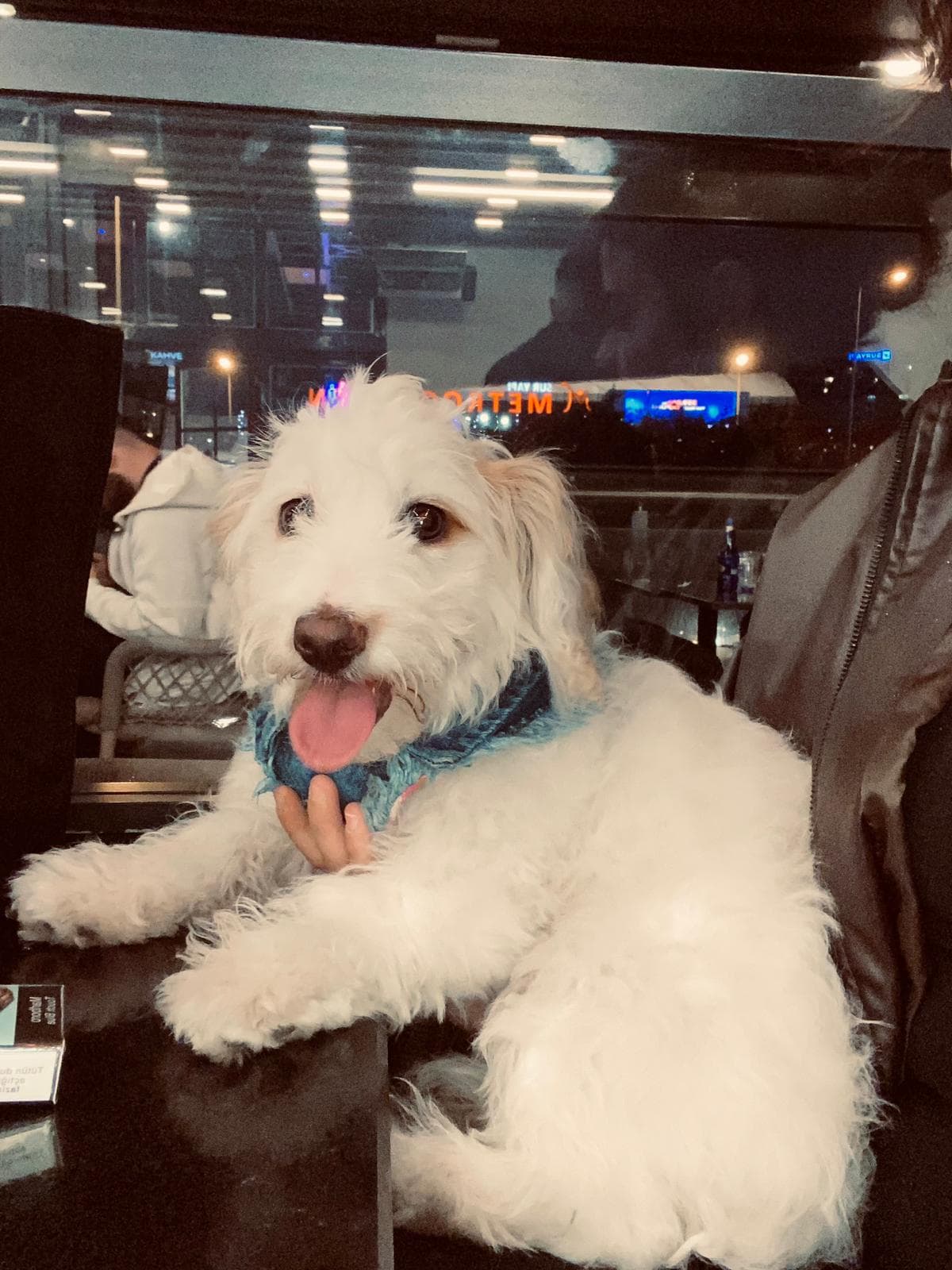 Gofret Maltipoo Köpek, İstanbul