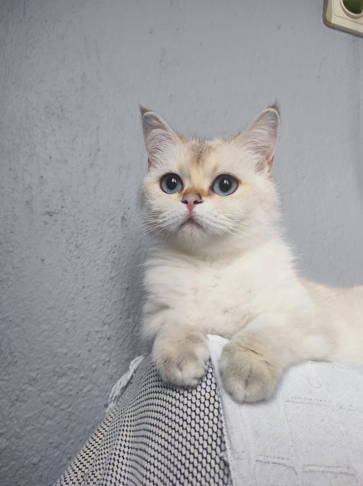 Şeker -Fıstık British Kedi, İzmir