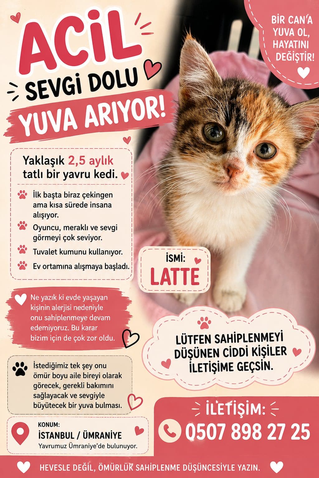 LATTE Sokak Kedisi Kedi, Istanbul