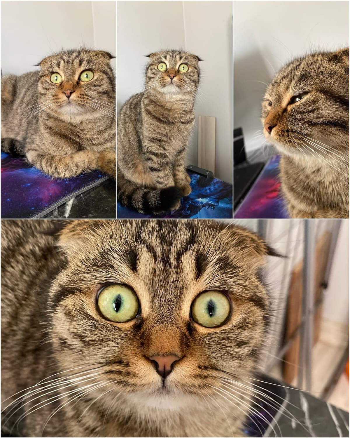 BONCUK Scottish Fold Kedi, Antalya