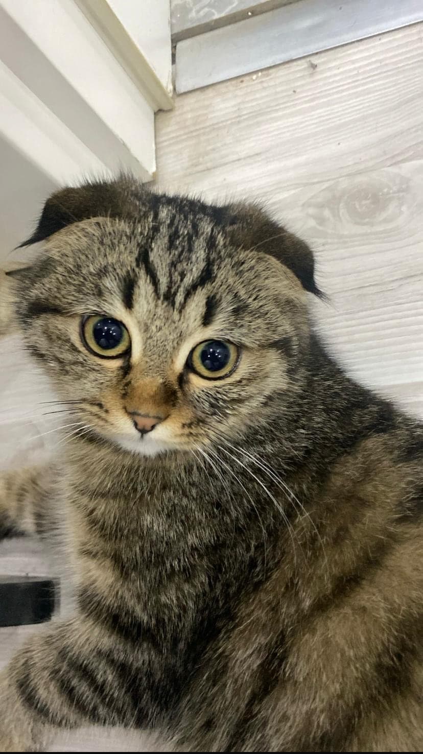 BONCUK Scottish Fold Kedi, Antalya