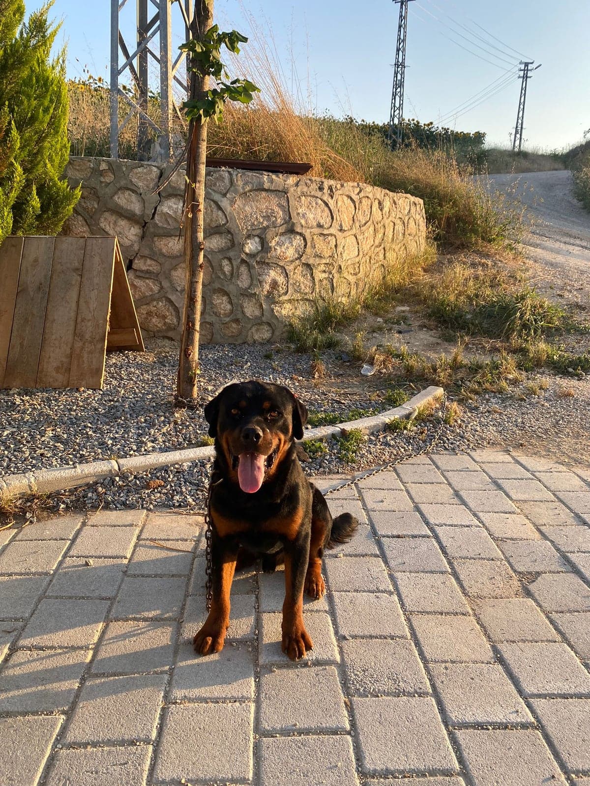 Aslan Rottweiler Köpek, Adana