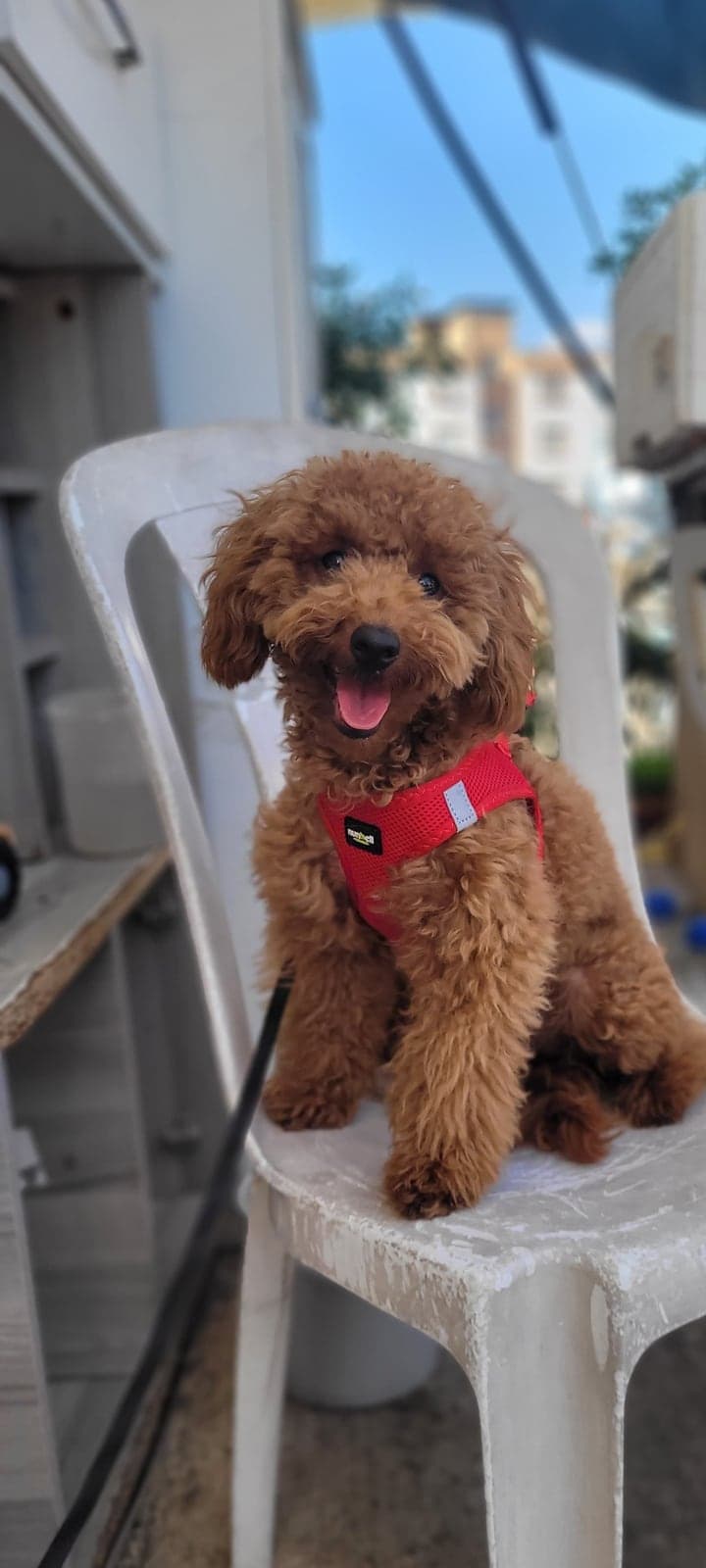 Badem Poodle Köpek, Adana